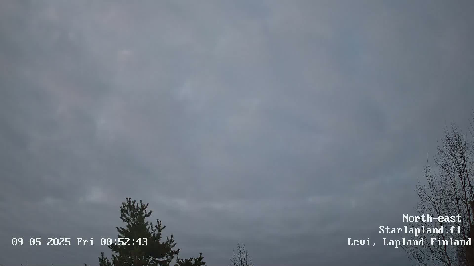 An overcast sky is visible above a few dark-green evergreen trees and bare deciduous trees.