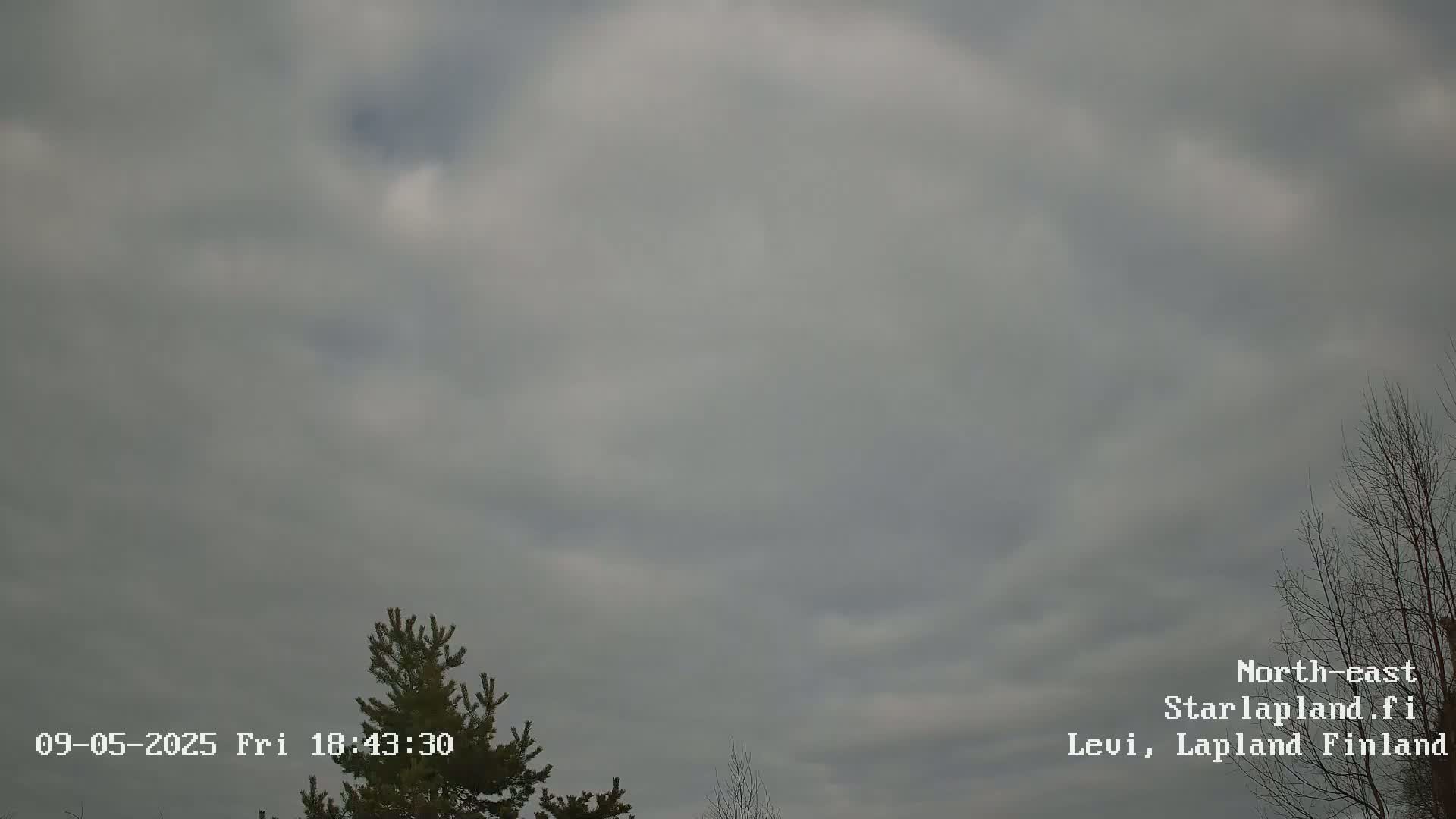 An overcast sky with a few wispy clouds is visible above a partially visible evergreen tree and a bare deciduous tree.