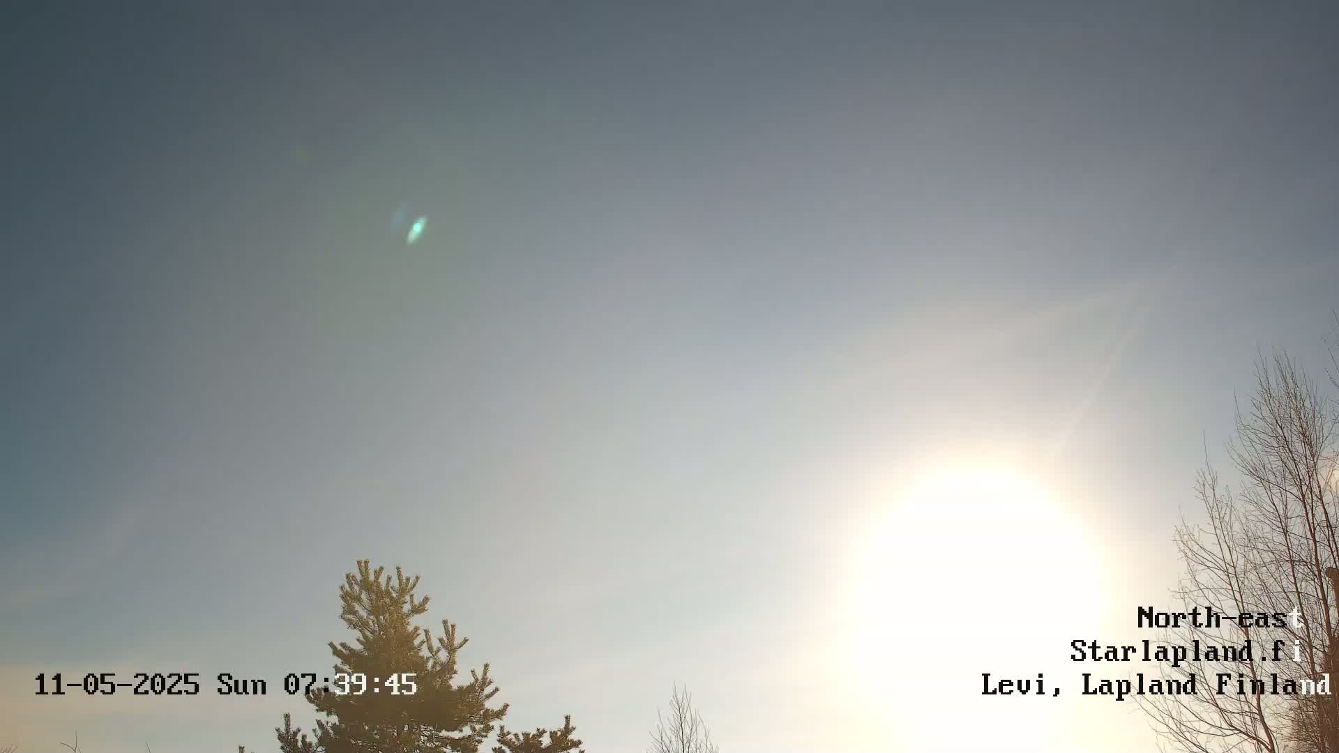 The bright sun shines in a mostly clear sky above a few bare trees and a pine tree.