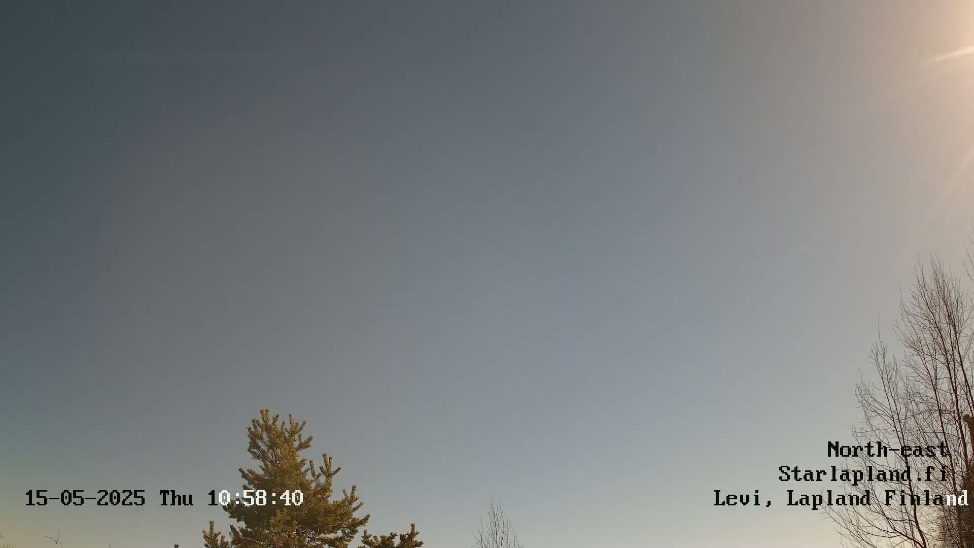 A mostly clear, light gray sky is visible above some bare tree branches and a coniferous tree.