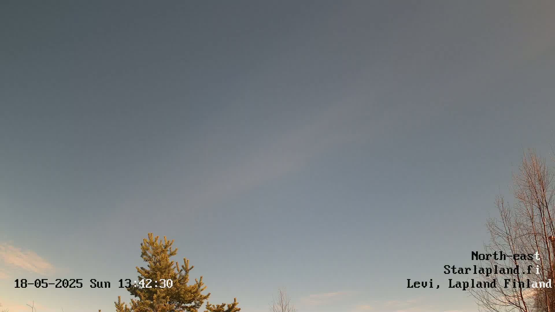 A mostly clear, pale blue sky is visible above a partially bare tree and a coniferous tree.