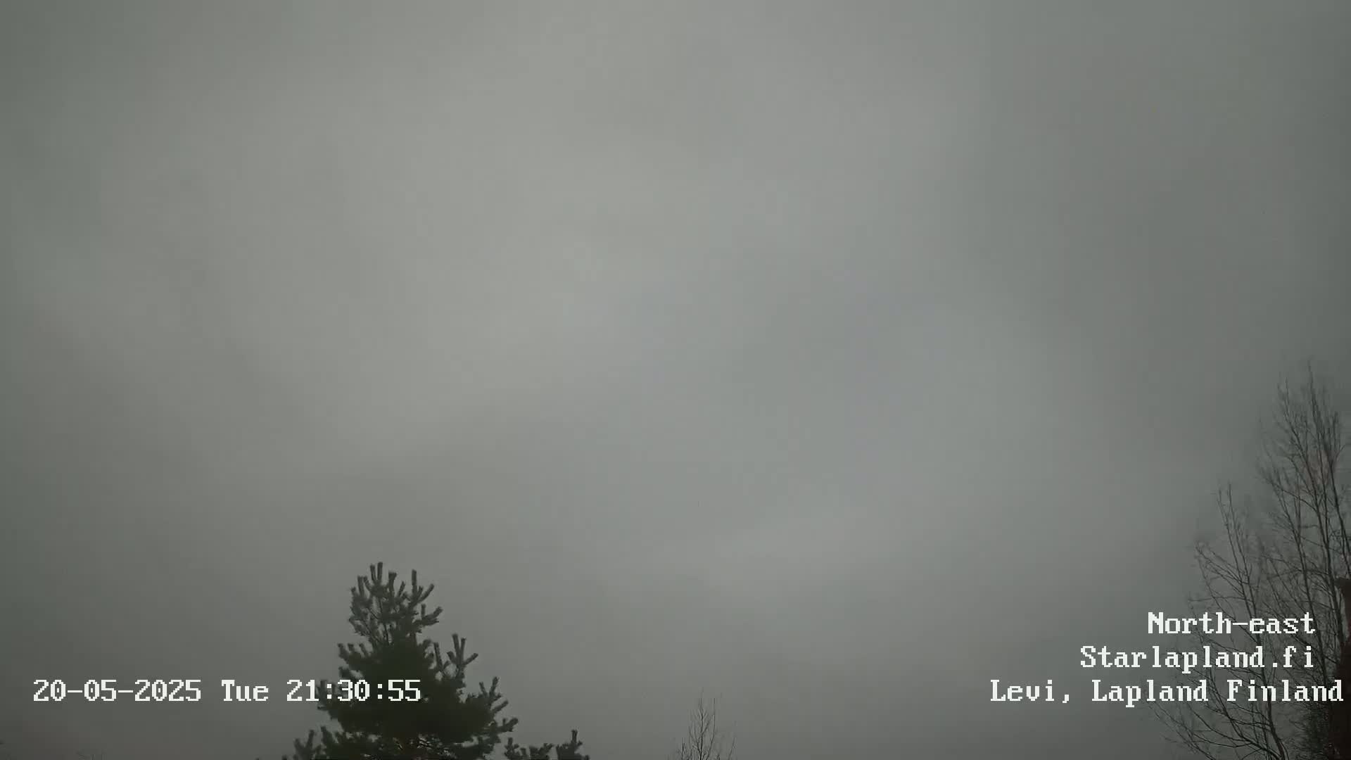 A foggy outdoor scene shows a dark evergreen tree in the bottom left corner under a uniformly gray sky.