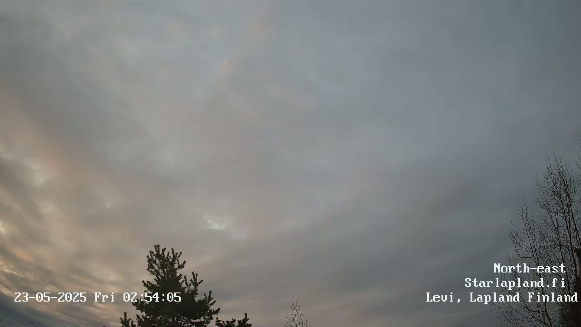A mostly cloudy, pale sky with hints of pink near the horizon is visible above a silhouetted evergreen tree and bare branches.