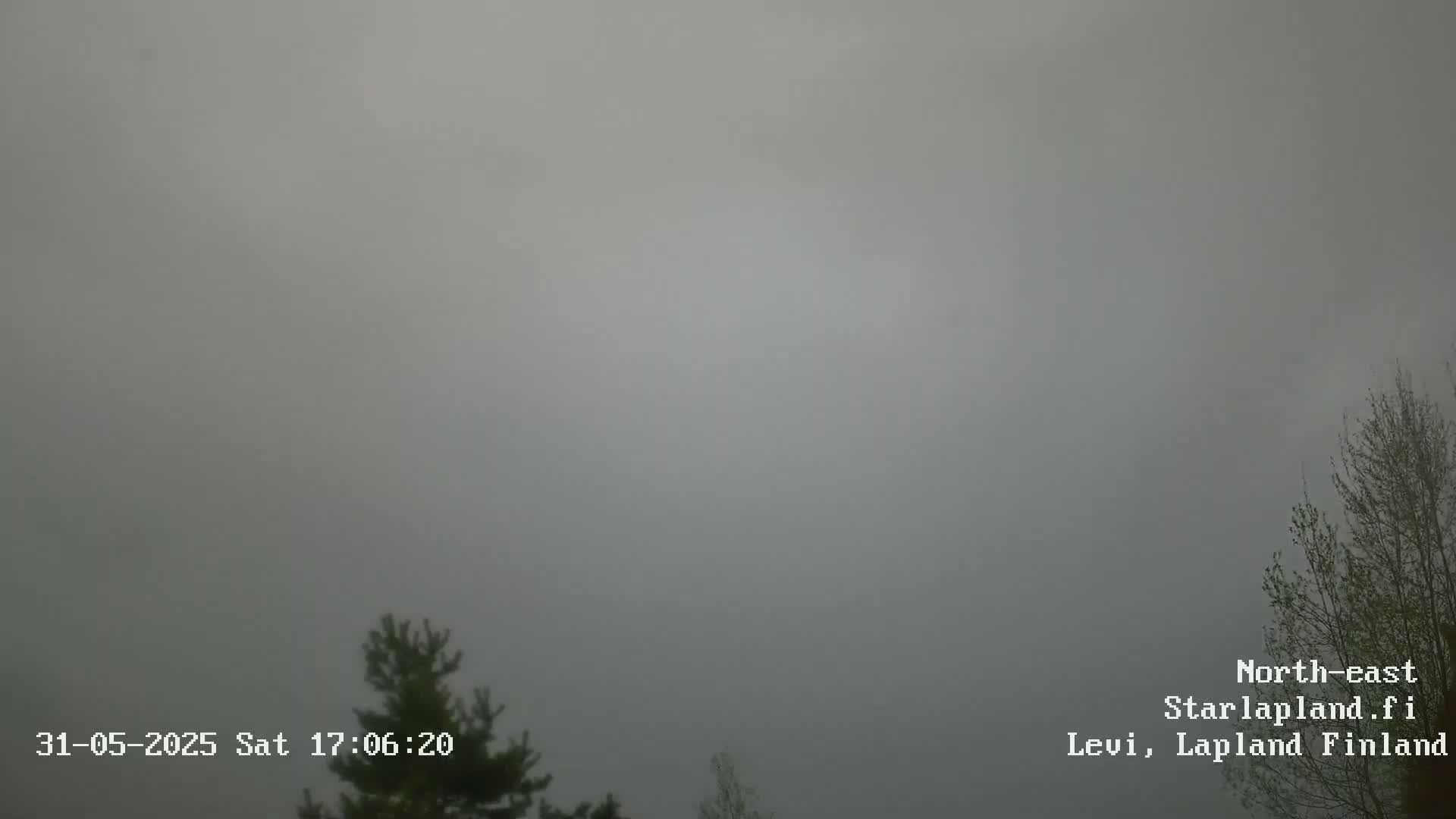 A foggy, overcast scene shows the tops of evergreen and deciduous trees.