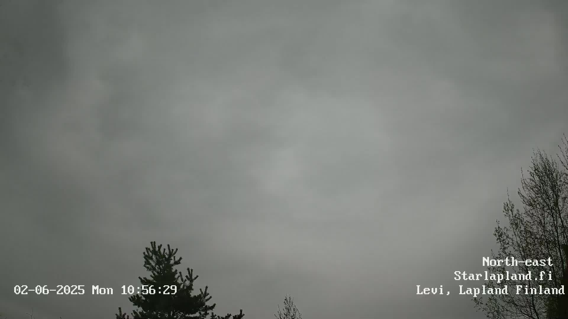 A mostly overcast sky is visible above the tops of a few leafless and budding trees.