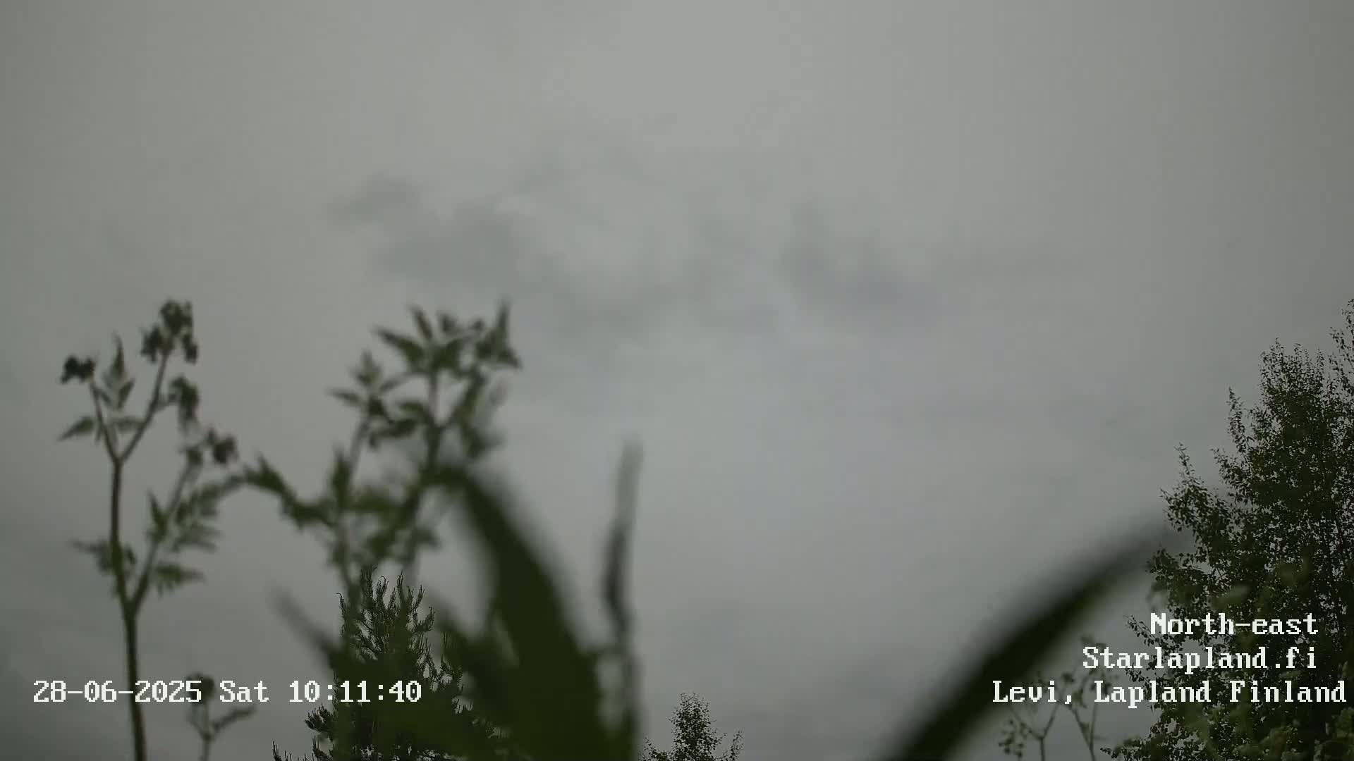 Overcast gray skies are visible above some out-of-focus vegetation.