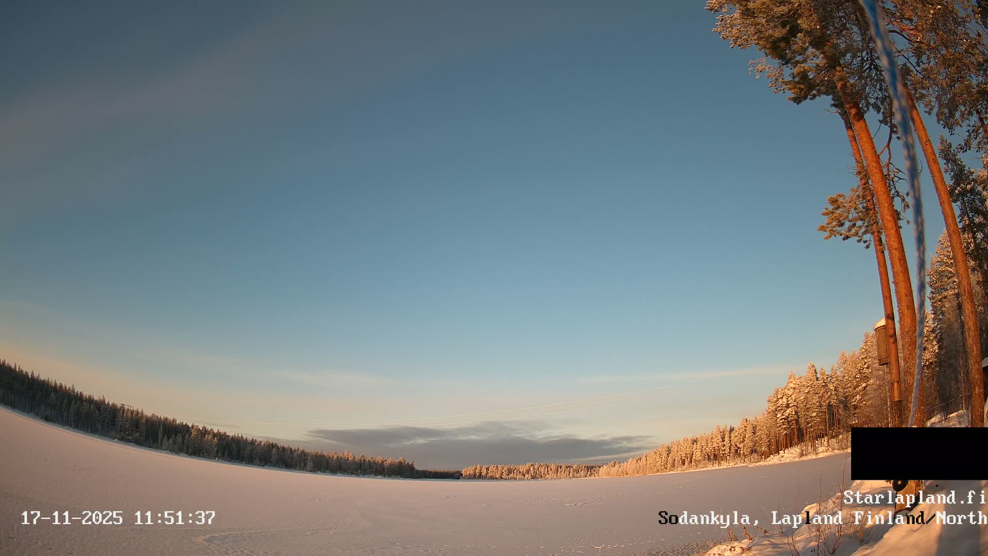 A wide, snow-covered winter landscape stretches under a clear blue sky, with frost-dusted evergreen forests bordering the horizon and tall pine trees prominently on the right, bathed in the warm light of a low sun on a cold and fair day.