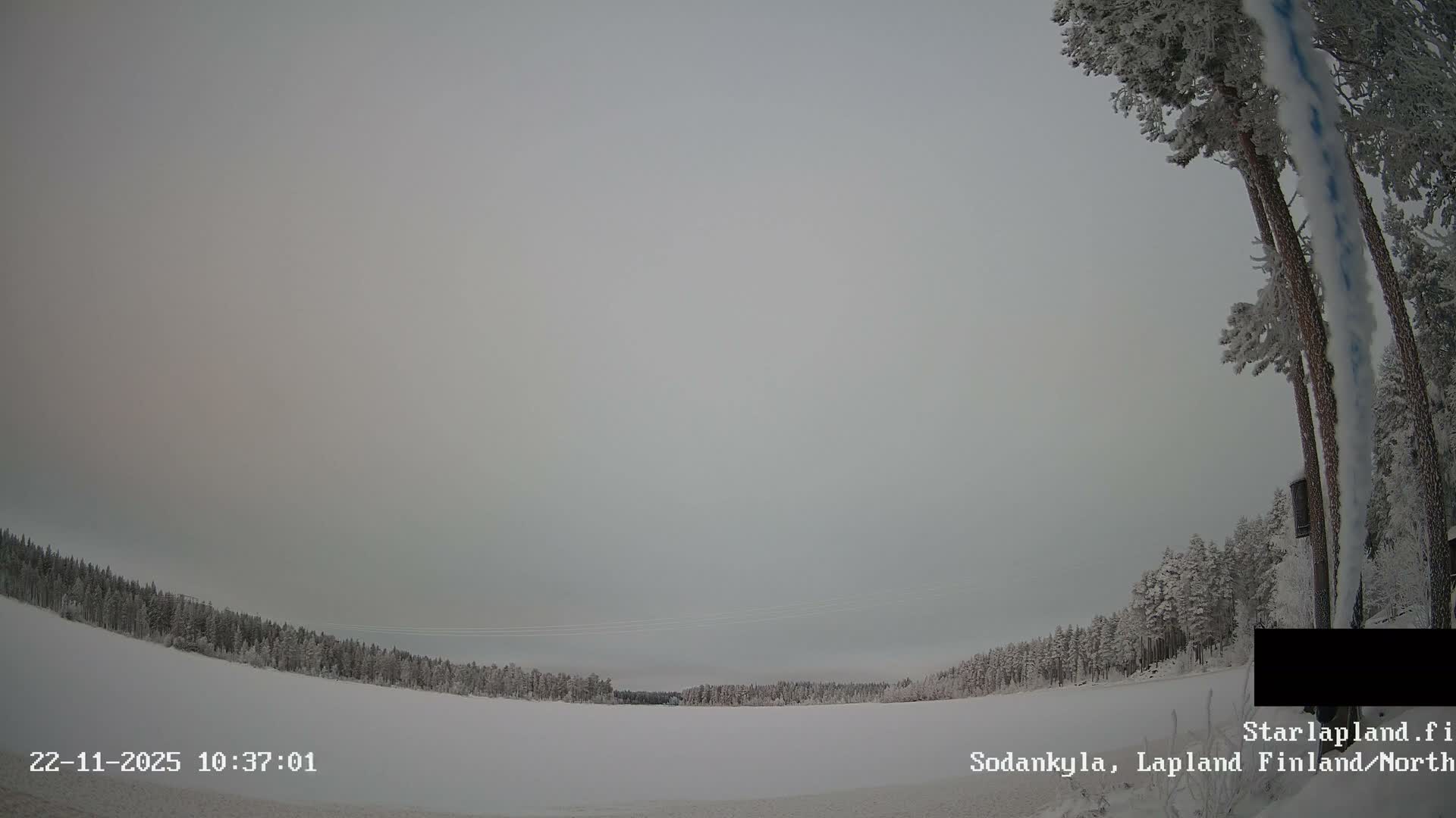 A snow-covered winter landscape is visible under an overcast grey sky, featuring a vast expanse of white ground, distant frost-laden forests, and tall, heavily snow-dusted pine trees on the right.