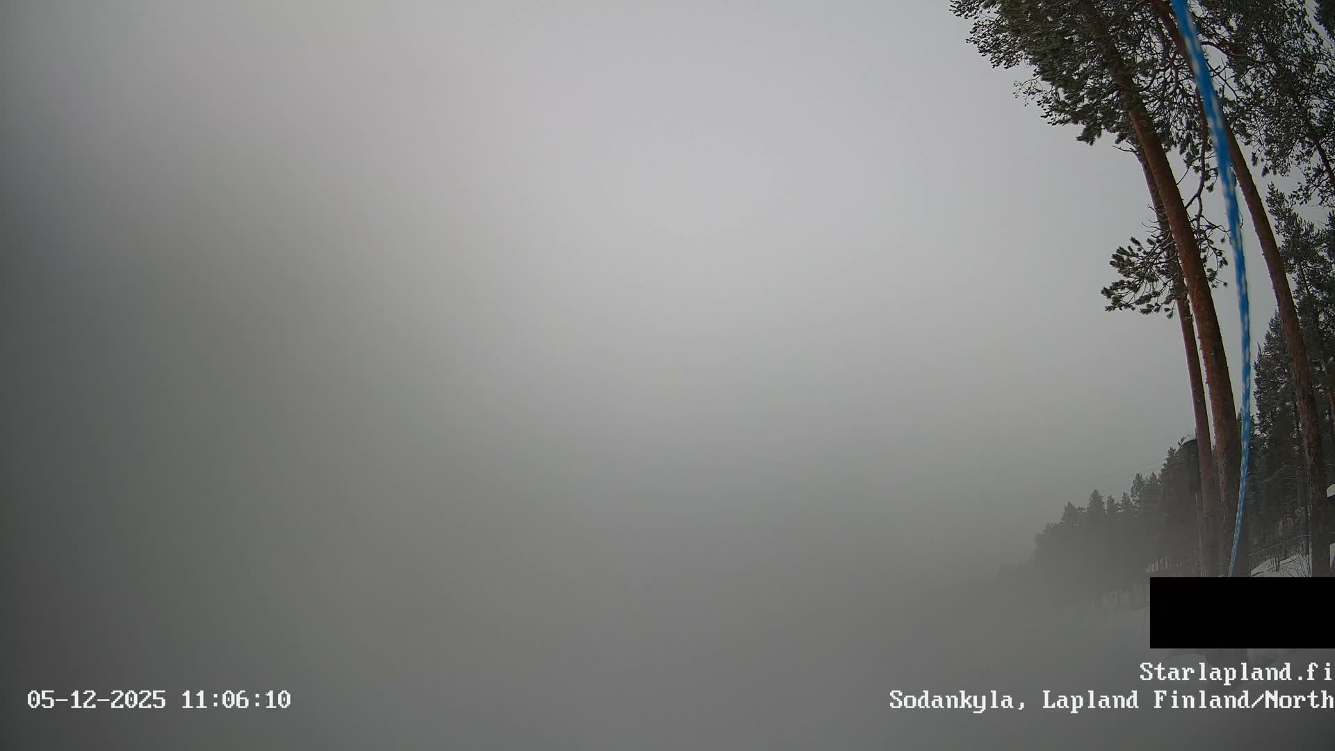 A dense fog obscures much of a winter landscape, with tall snow-dusted pine trees visible on the right against an overcast gray sky.