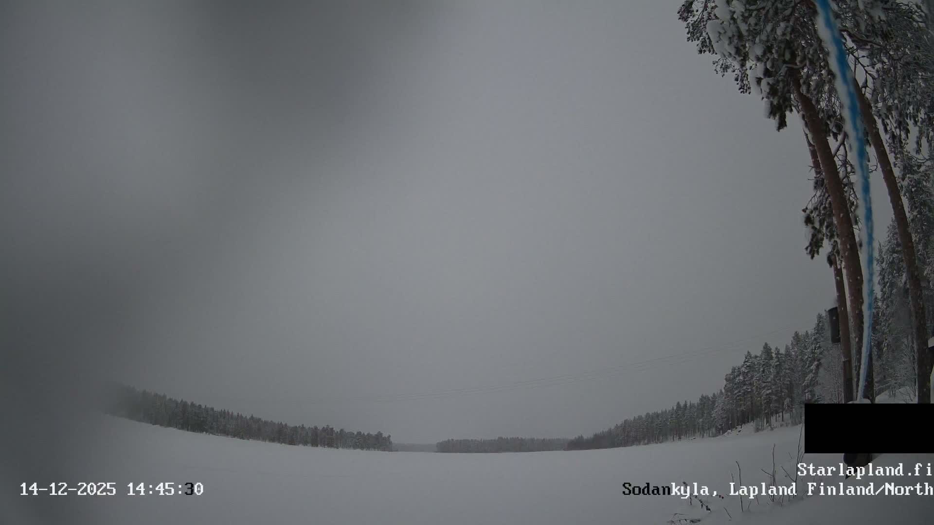 A dense fog obscures much of a winter landscape, with tall snow-dusted pine trees visible on the right against an overcast gray sky.