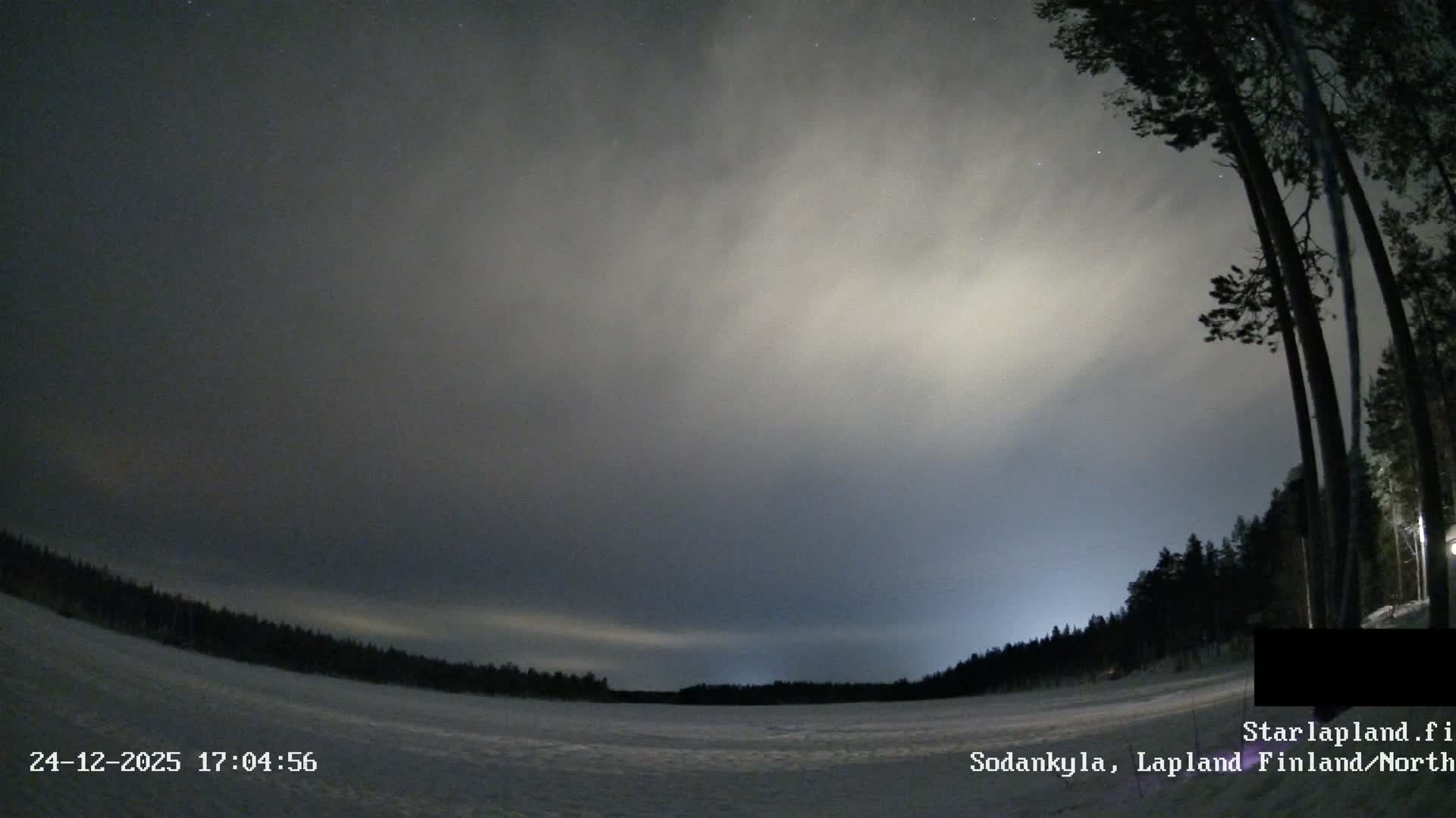 A dense fog obscures much of a winter landscape, with tall snow-dusted pine trees visible on the right against an overcast gray sky.