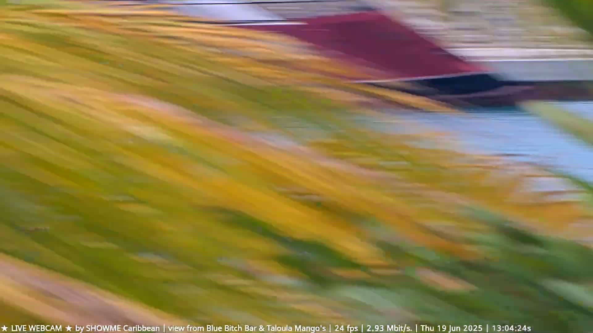 Blurred foliage and a portion of a reddish-brown structure are visible in an outdoor scene with windy conditions.