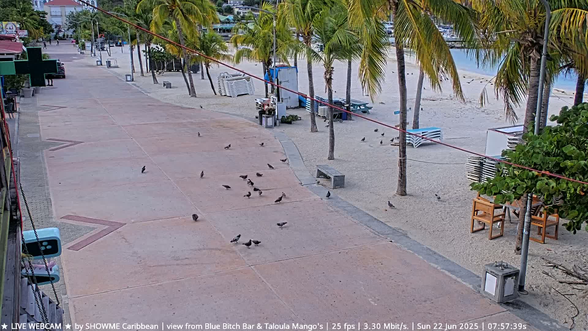 A paved walkway lined with palm trees leads to a sandy beach with several lounge chairs and a scattering of pigeons.