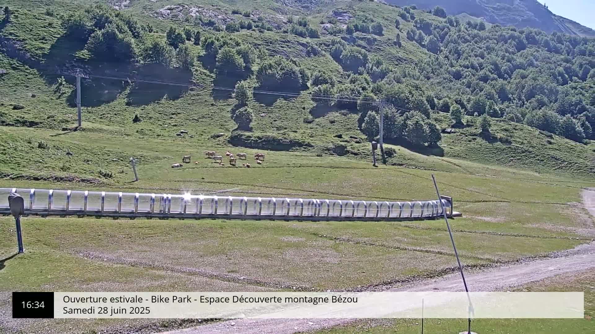 A grassy hillside with a few cows grazing near a long, covered track, under sunny skies.