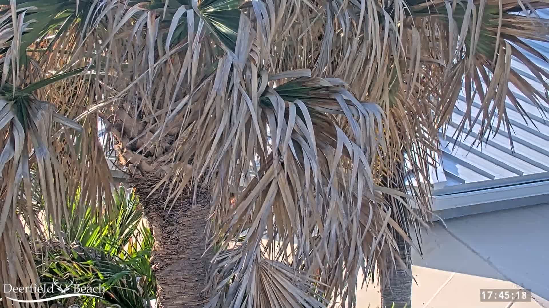 A palm tree with many dried, brown fronds partially obscures the view of a light-grey building roof under a sunny sky.