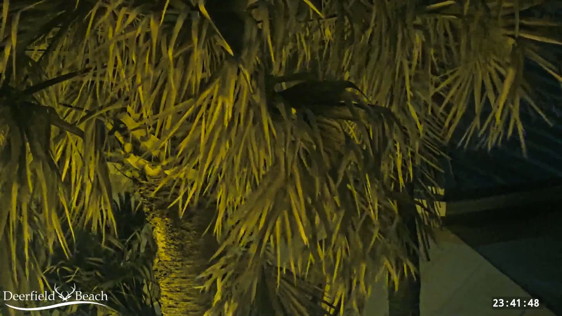 A palm tree is illuminated at night.