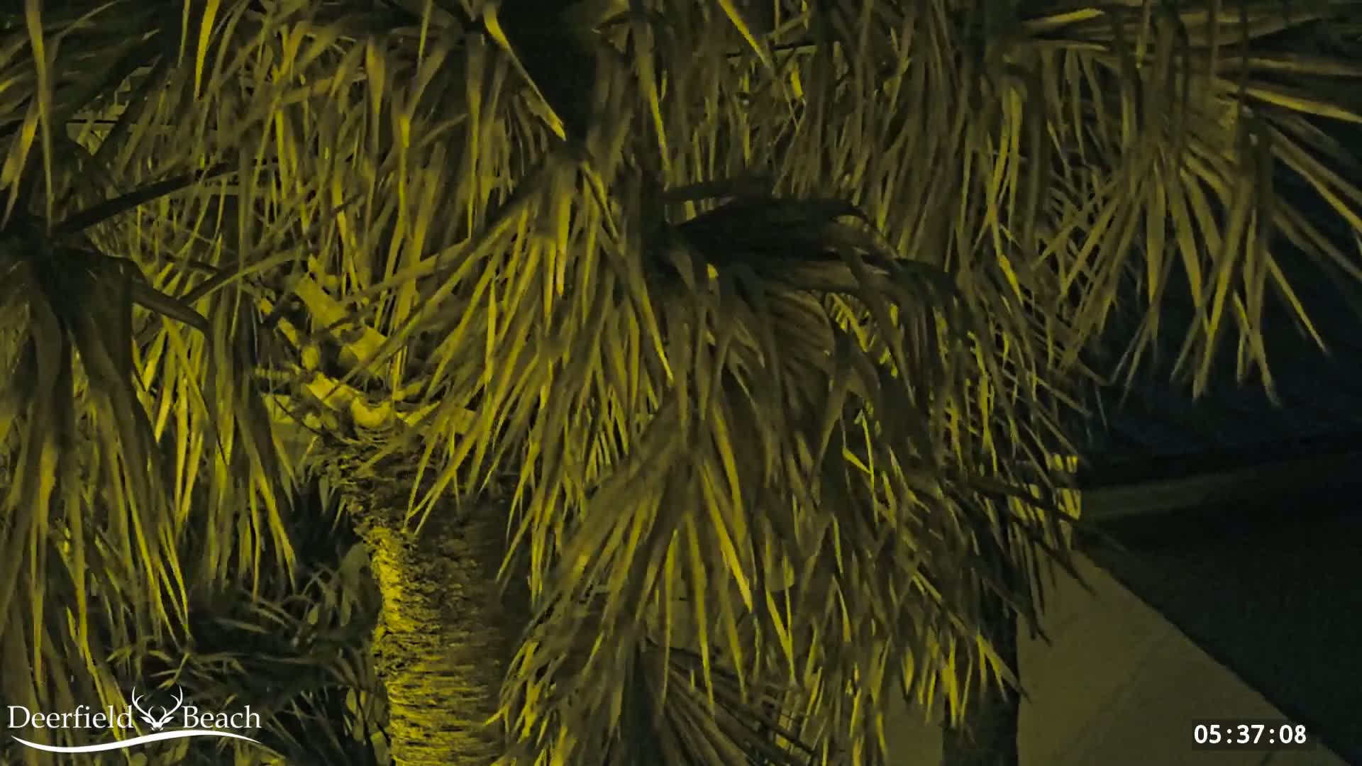 A palm tree illuminated at night.