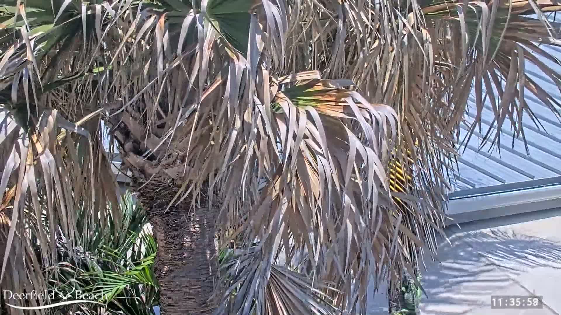A palm tree with many brown, dried fronds is shown, partially obscuring a light-blue roof in bright sunlight.
