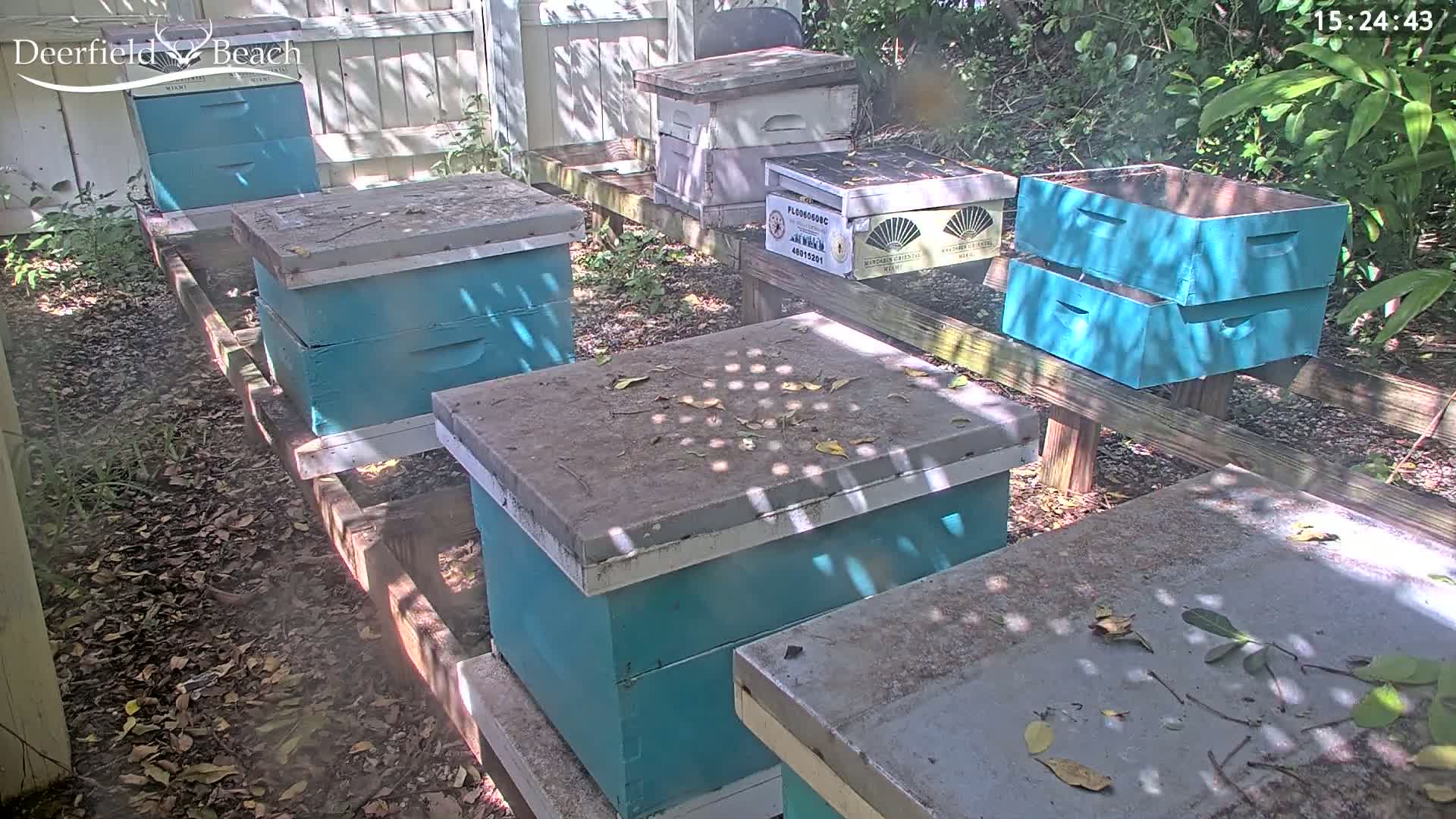 Several teal beehives sit on wooden stands in a sunny outdoor area with leaf-covered ground.
