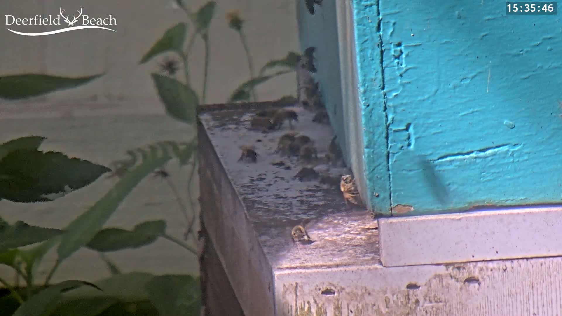 Many bees are clustered around the base of a teal-colored beehive outdoors on a sunny day.