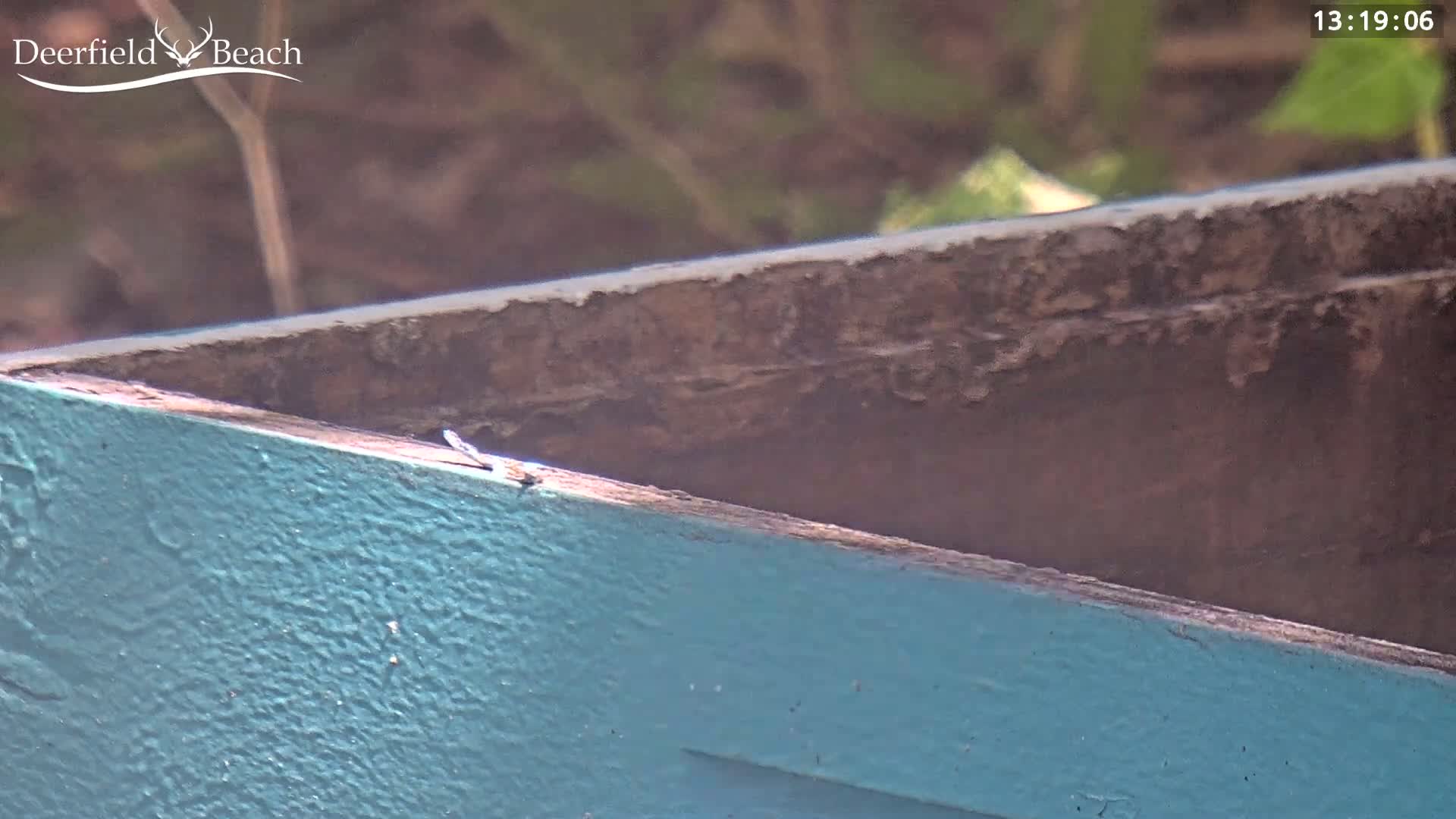 A small, light-colored insect rests on the teal-painted edge of a weathered wooden box outdoors in sunlight.