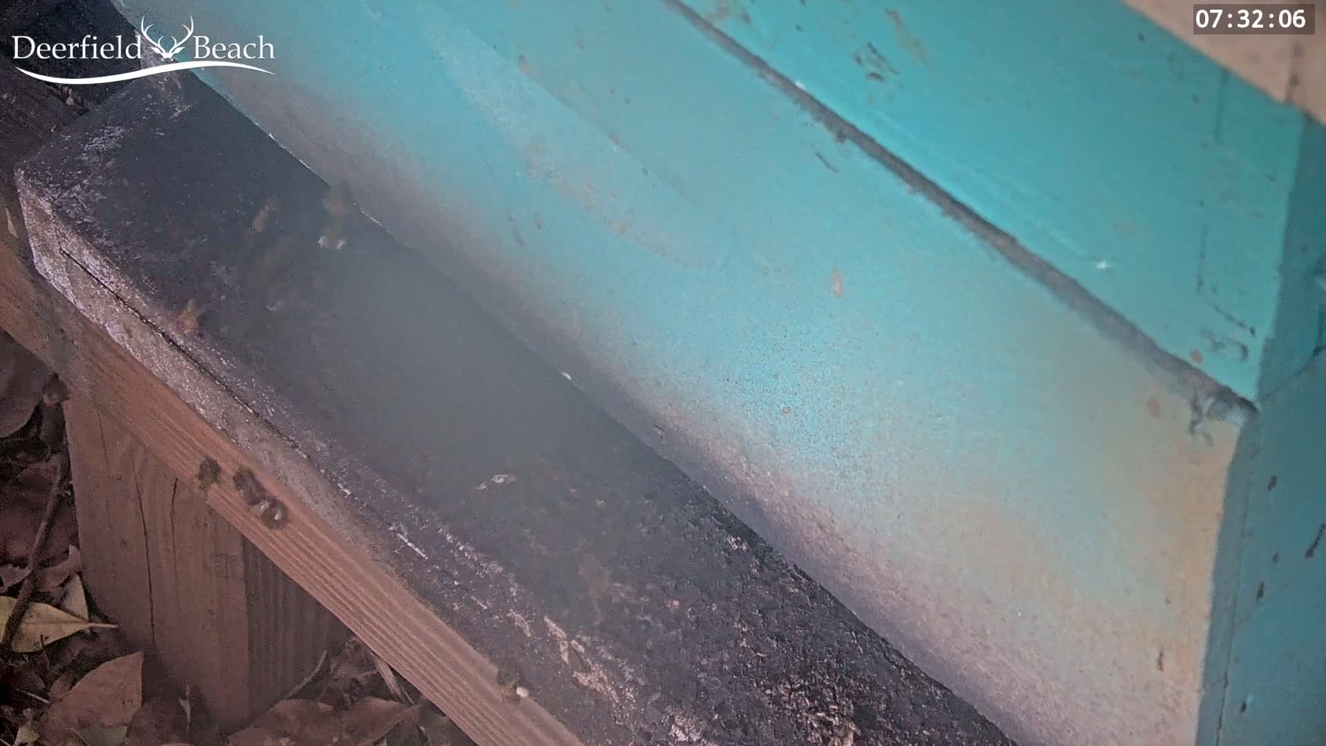 Bees cluster near the bottom of a teal-colored beehive on a wooden landing.