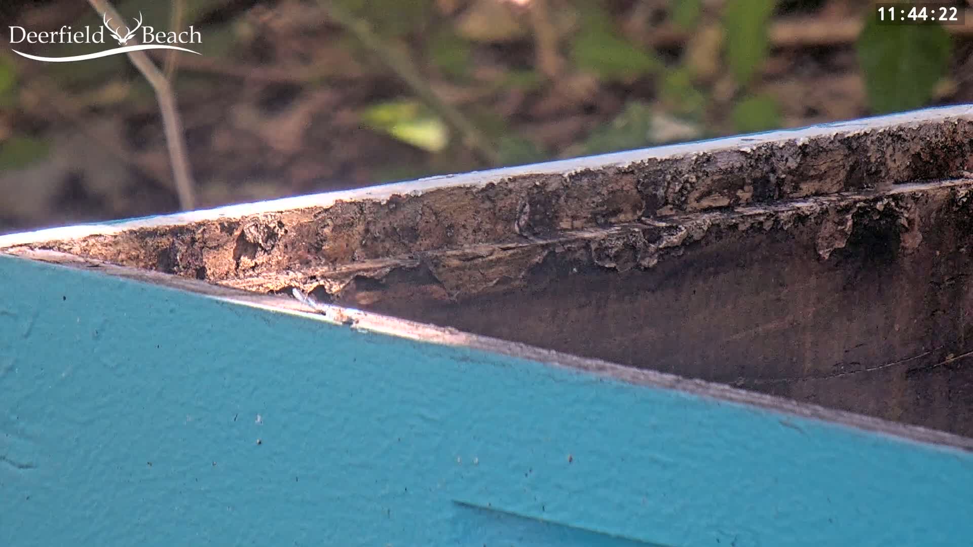 A close-up shows the weathered, decaying wooden edge of a teal structure outdoors in sunlight.