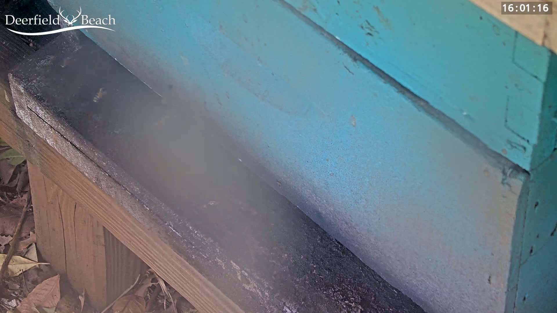 A teal-painted beehive sits outdoors on a wooden stand, with a hazy substance emanating from the bottom.