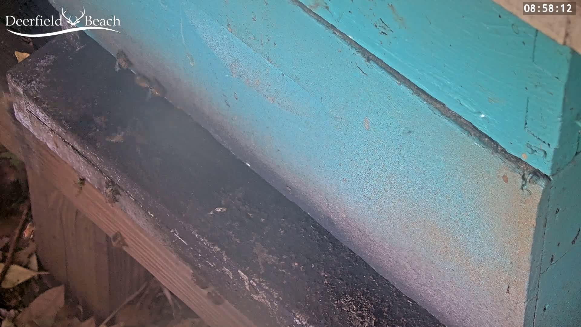 A teal beehive sits on a dark wooden surface outdoors, with a few bees visible near the bottom.
