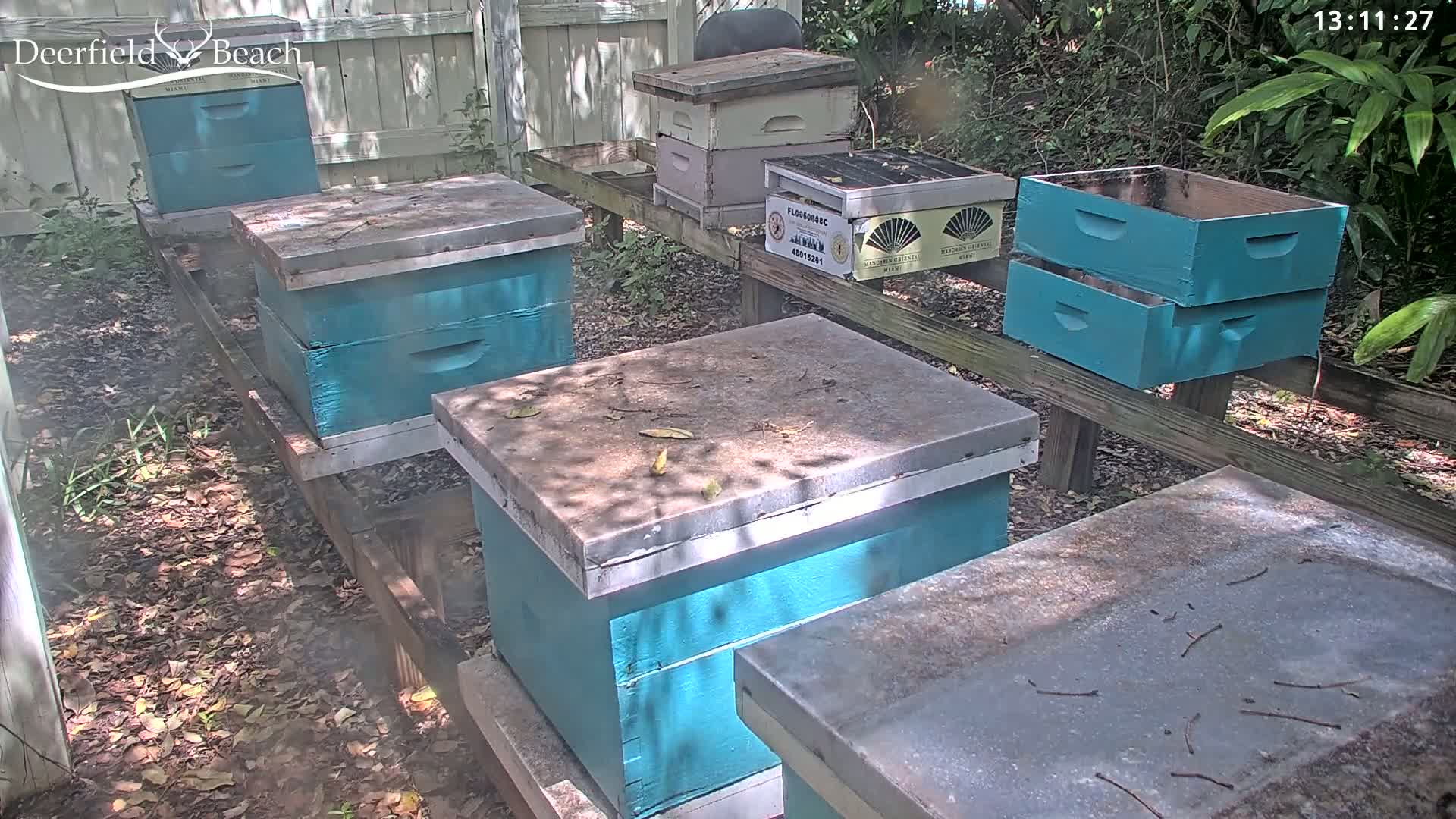 Several teal-colored beehives sit on wooden stands outdoors in dappled sunlight on a mostly dirt ground with some leaf litter.