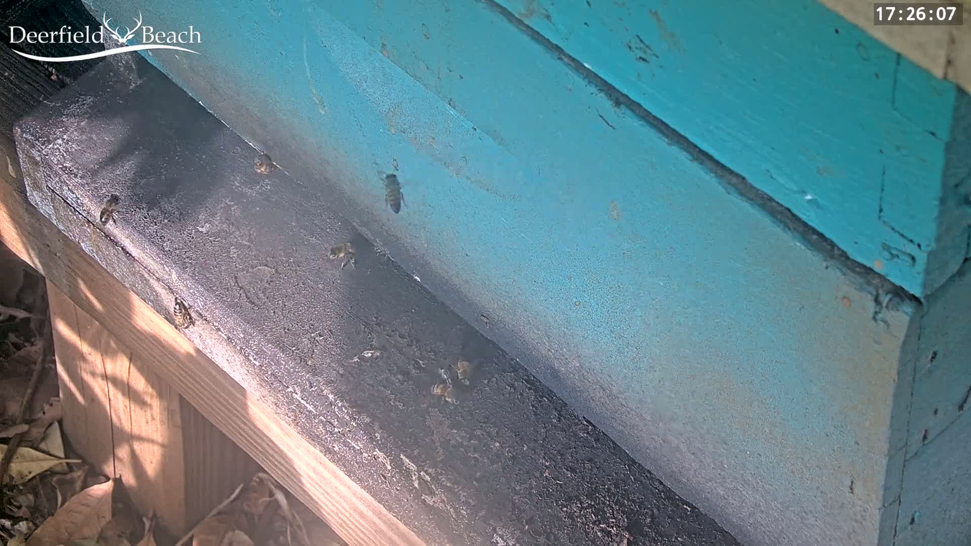 Several bees are near a teal-painted beehive outdoors in sunlight.