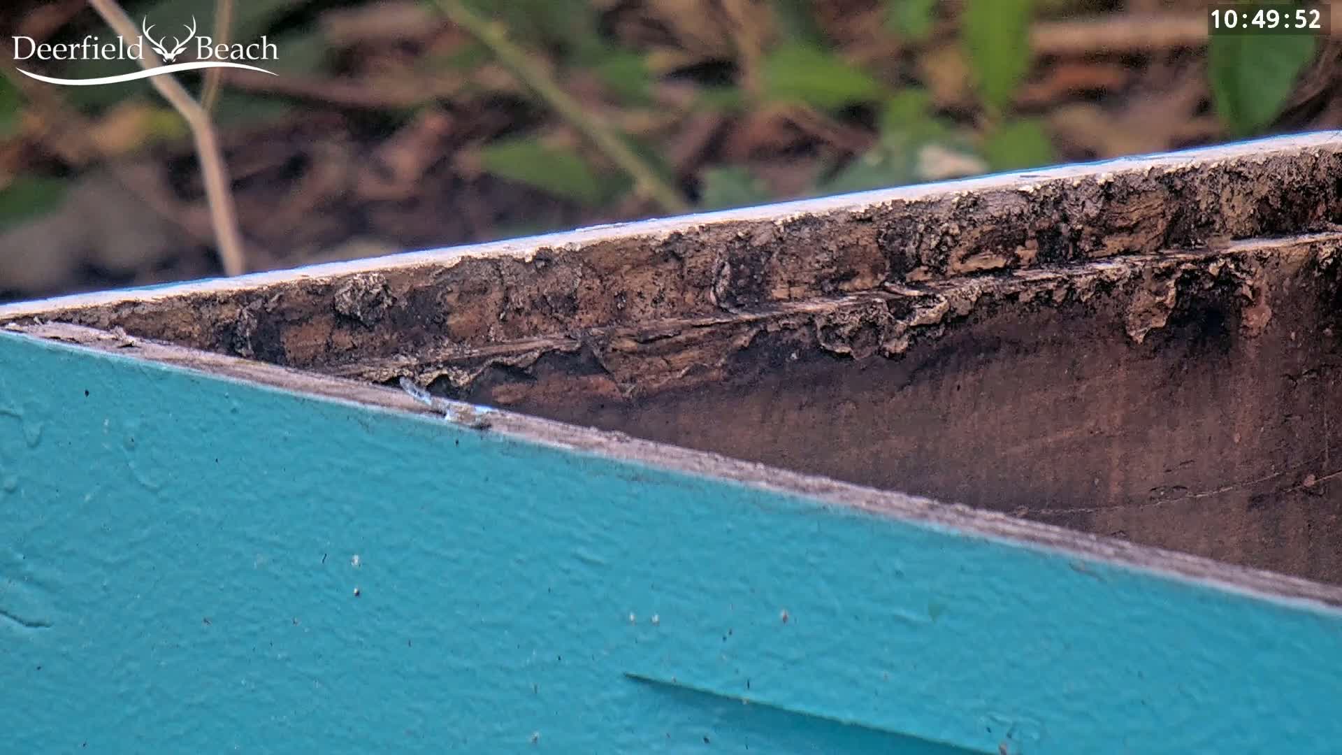 A close-up shows the weathered, dark brown wood of a teal painted structure, possibly a boat, with a blurred green background.