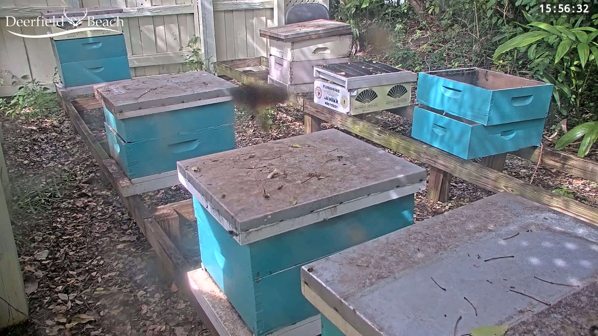 Several teal-colored beehives sit on wooden stands in a sunny outdoor area with leaf-covered ground.