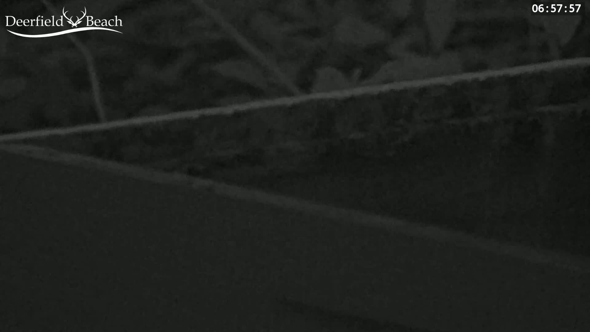 A low-angle, nighttime shot shows a dark, possibly wooden surface angled upward, with a blurry dark background suggesting foliage.