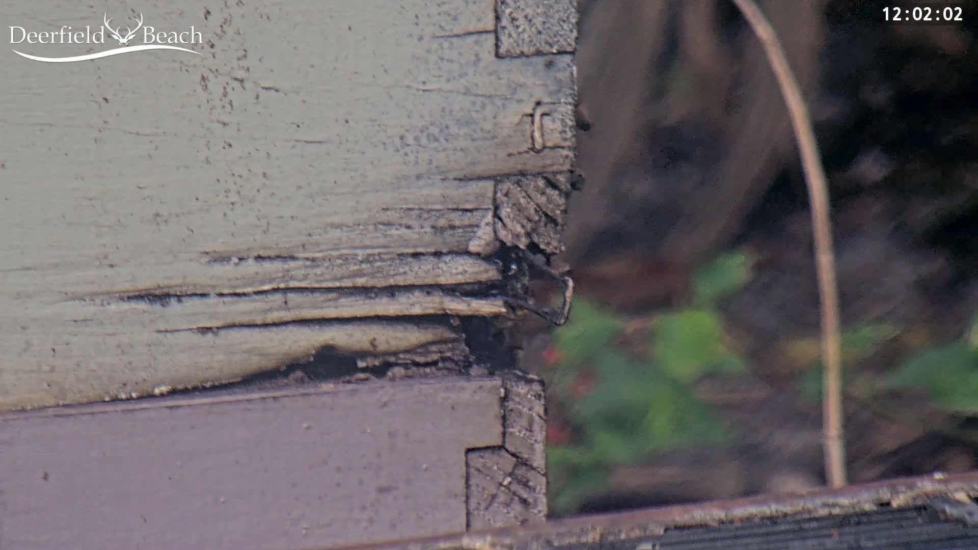 A close-up shows a weathered, gray and purple wooden box with damaged edges, partially visible against a blurred outdoor background of green vegetation.