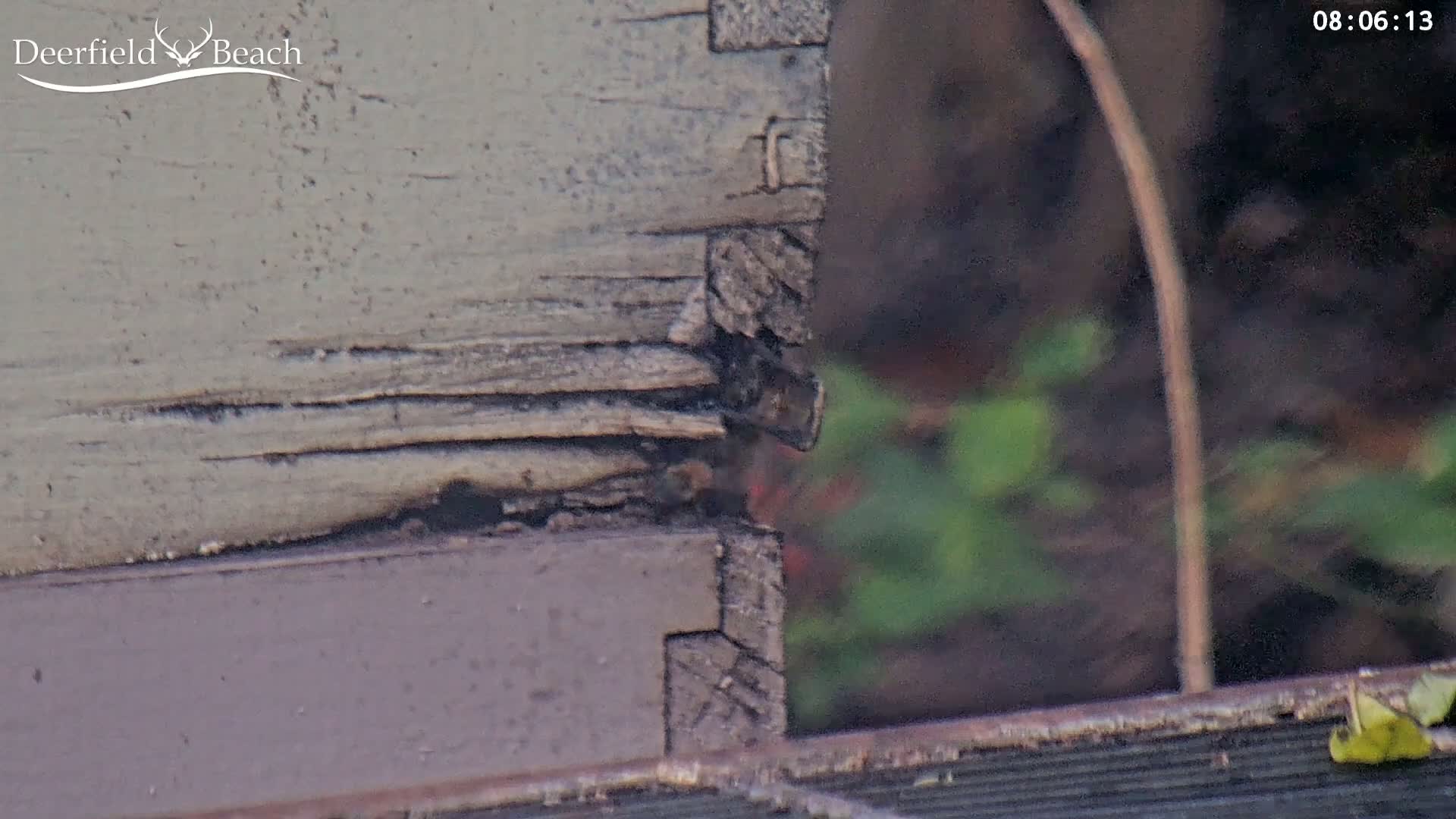 A close-up shows the weathered, damaged corner of a wooden structure outdoors.
