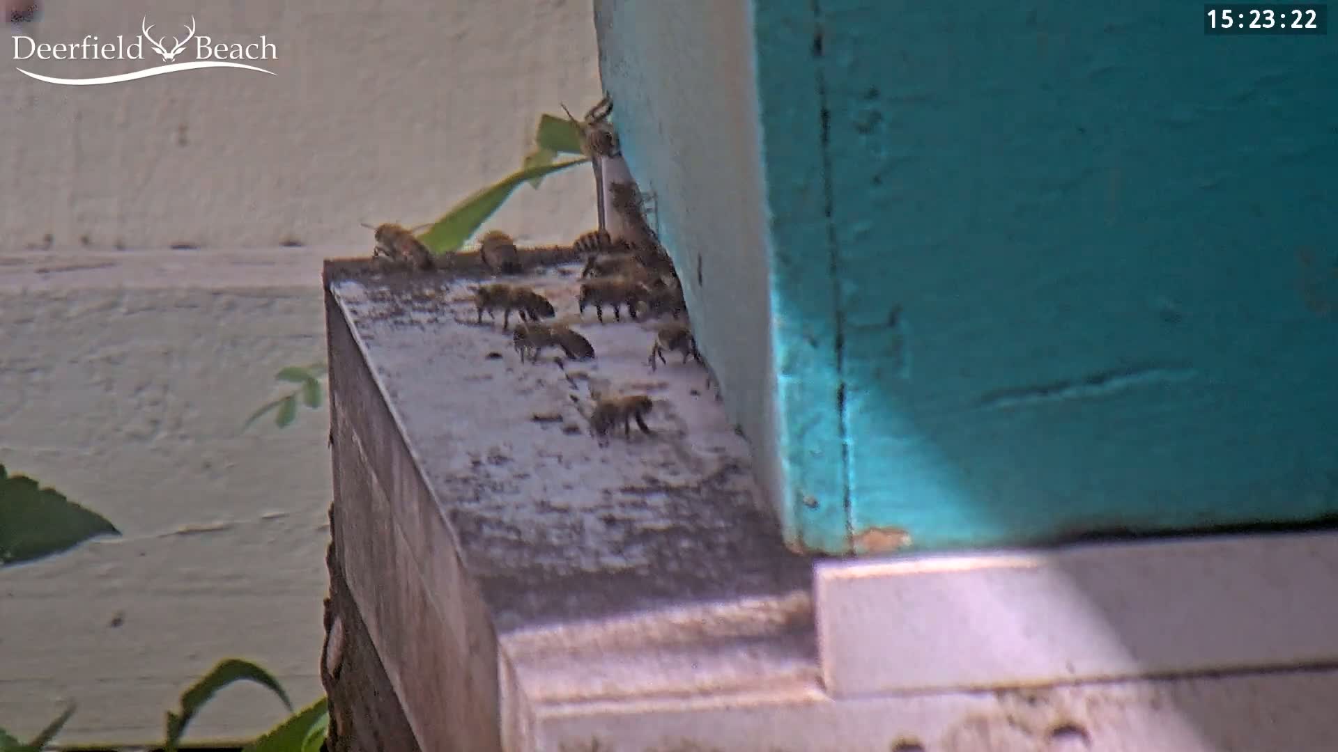 Several bees are near the entrance of a teal-colored beehive outdoors in bright sunlight.