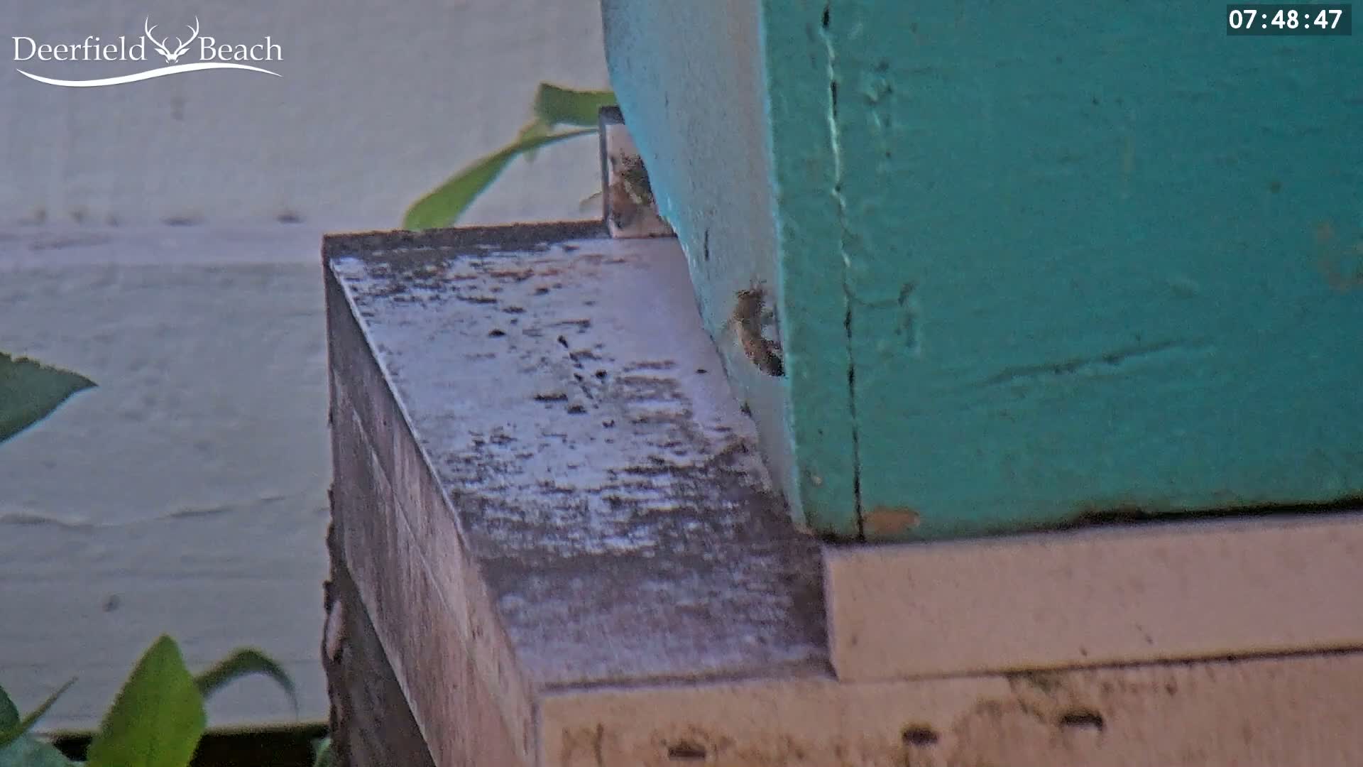 A teal beehive sits atop a weathered wooden base, with a few bees visible near the entrance.