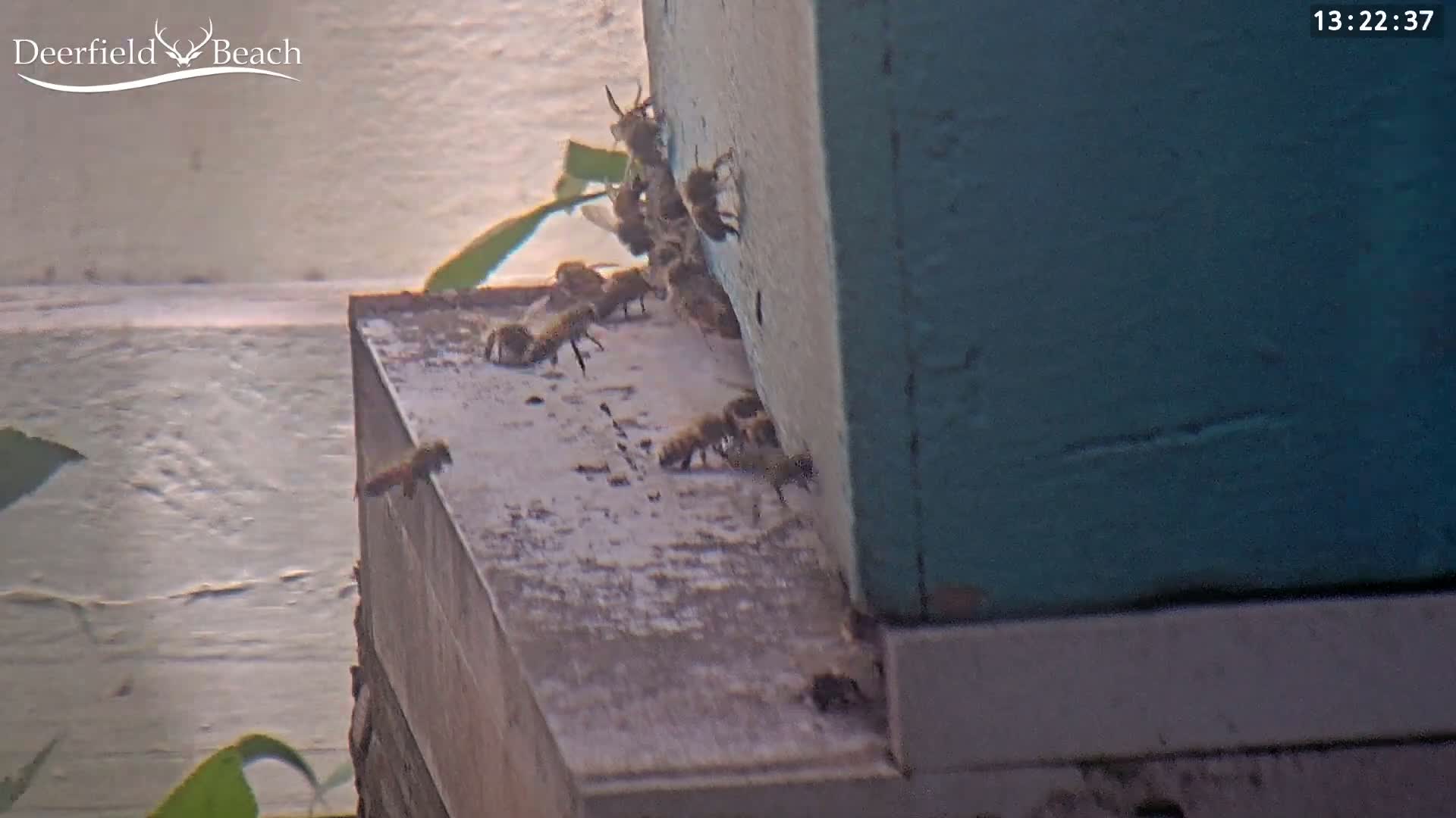 A cluster of bees are entering and exiting a teal-colored beehive.