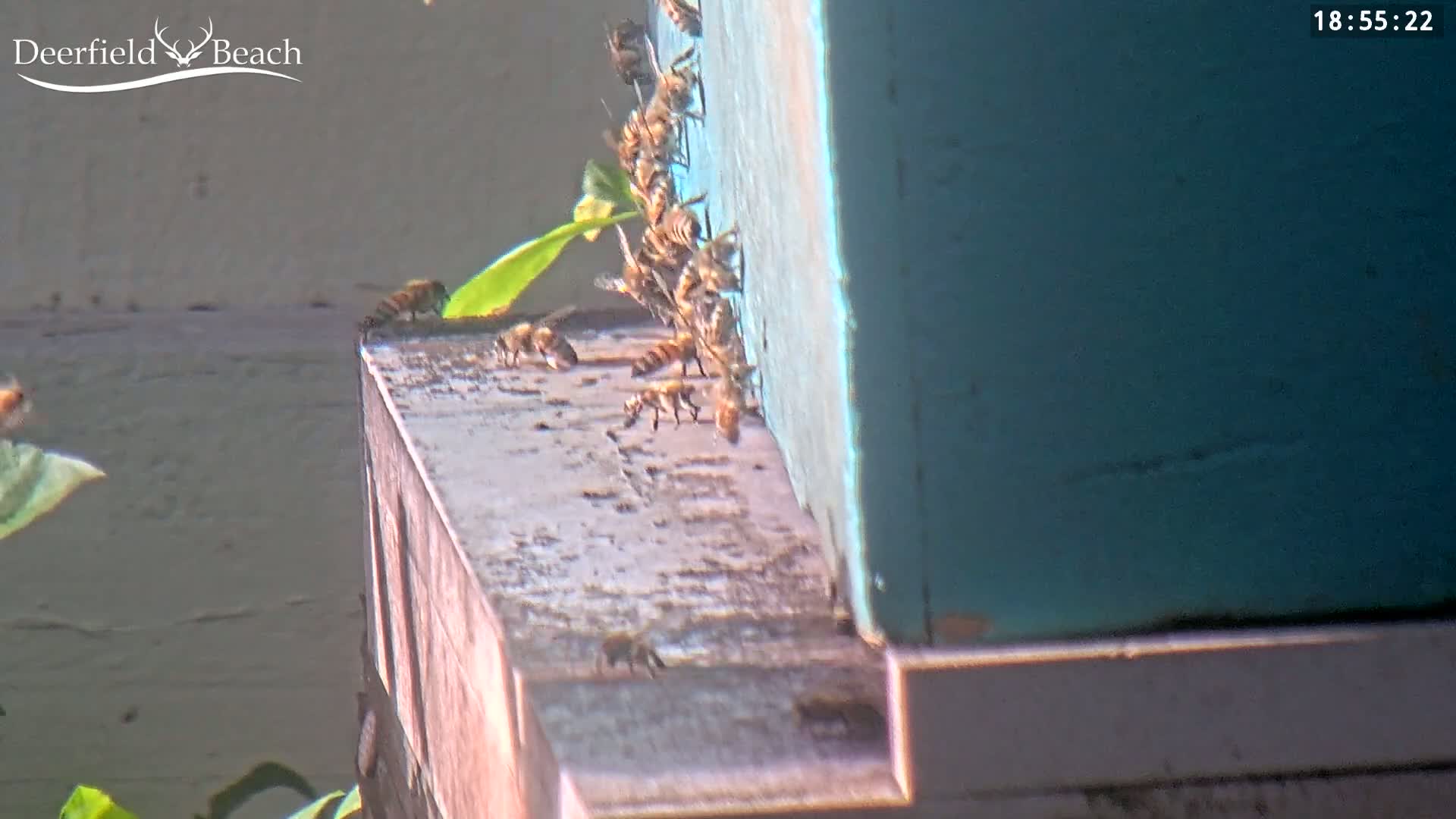 Many honeybees are clustered around the entrance of a teal-colored beehive outdoors in bright sunlight.