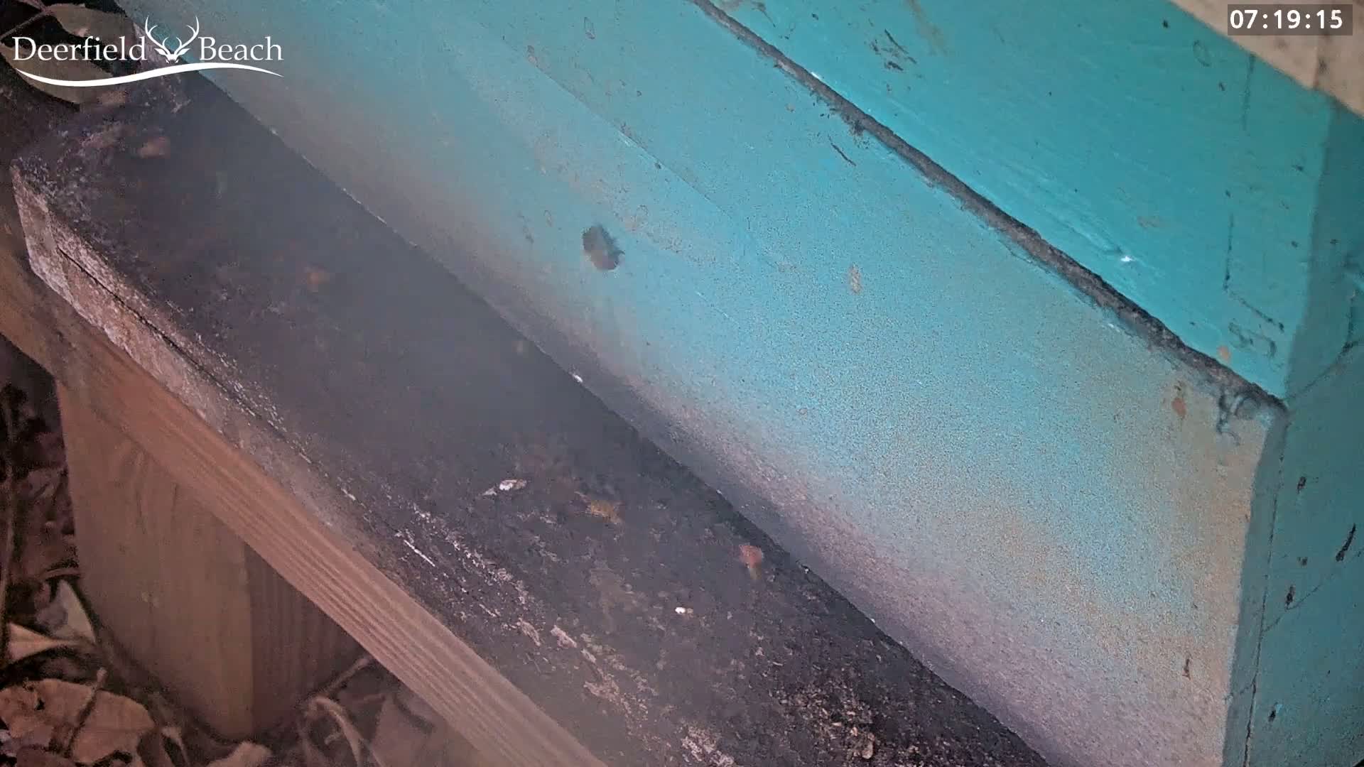 A teal-painted wooden box sits on a dark, soiled wooden surface outdoors.