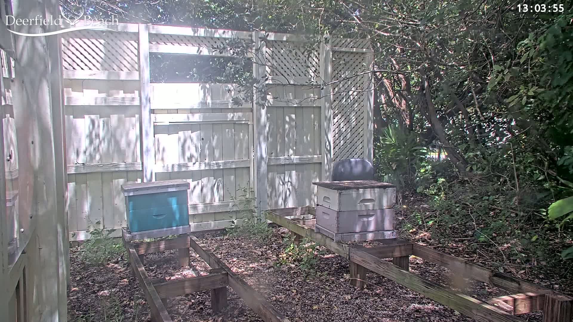 Two beehives sit on wooden platforms in a shaded backyard area next to a white wooden fence, surrounded by lush green foliage.