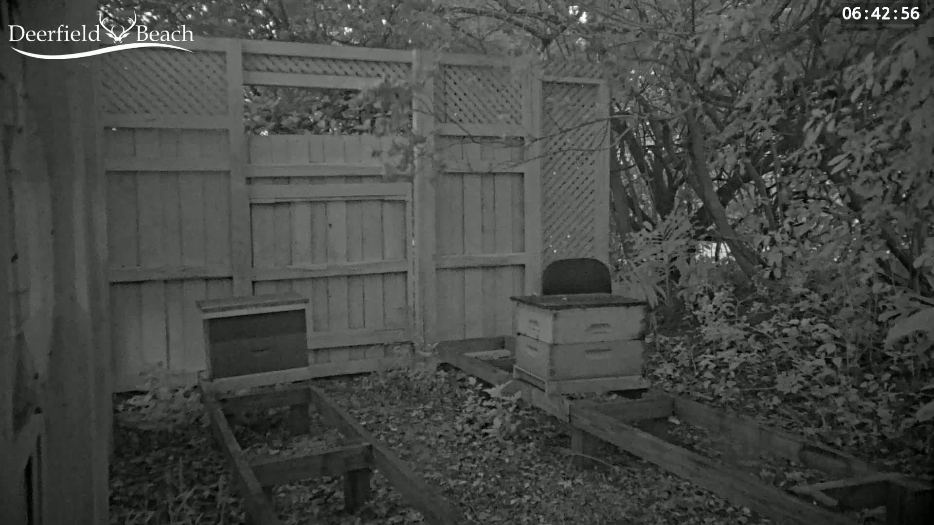 Two beehives sit on wooden platforms next to a wooden fence at night, surrounded by overgrown vegetation.