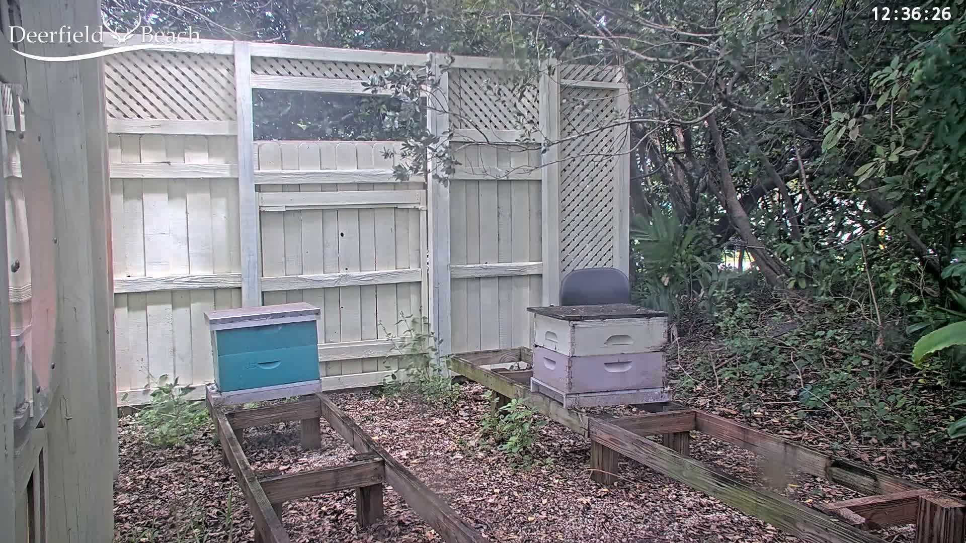Two beehives sit on wooden platforms in front of a white wooden fence, surrounded by lush green foliage under an overcast sky.