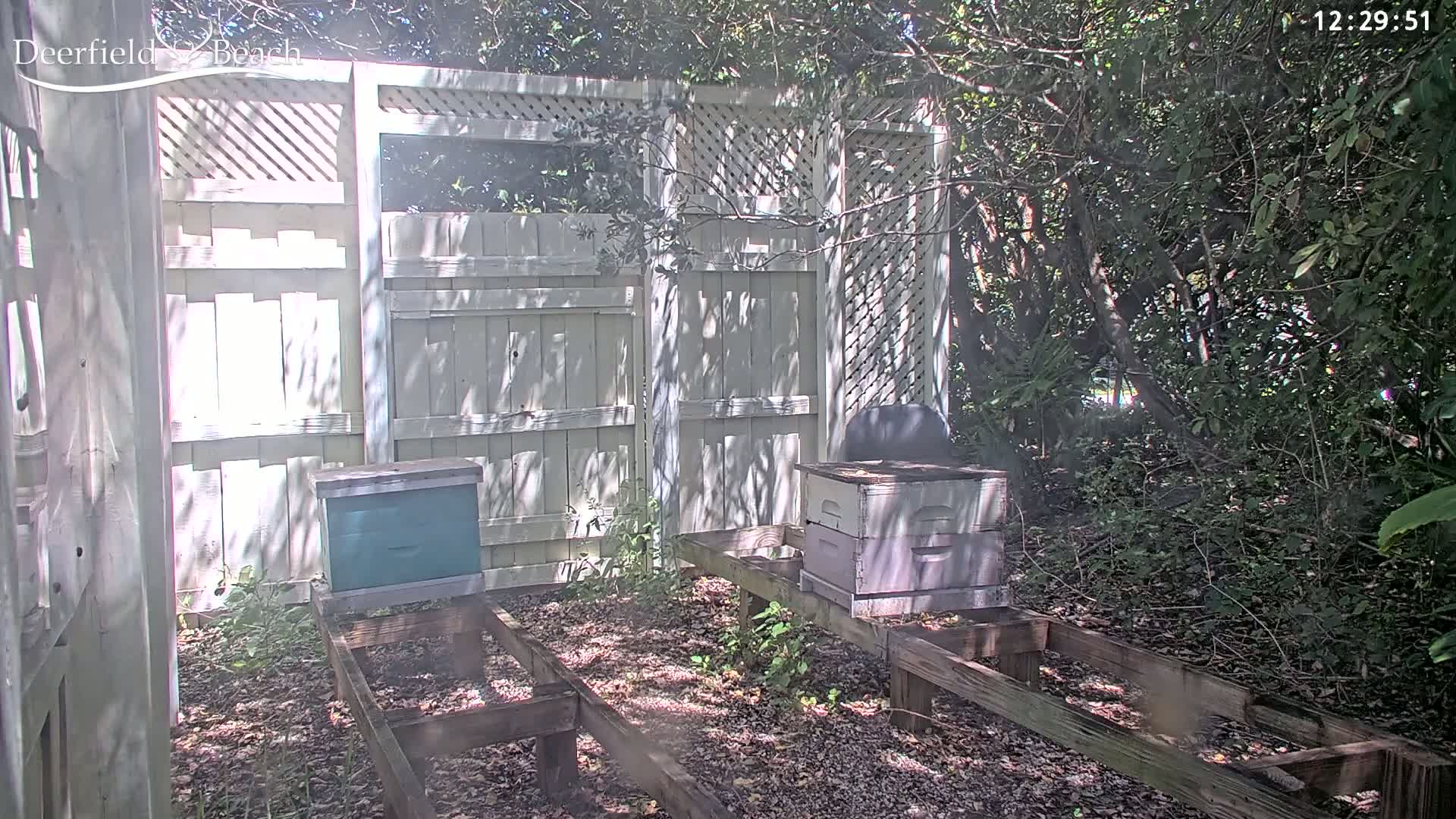 Two beehives sit on wooden platforms inside a fenced-in area partially shaded by trees on a sunny day.