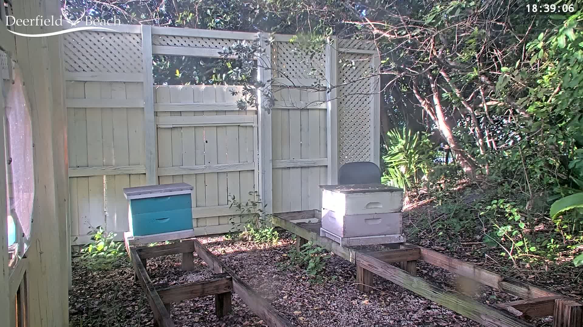 Two beehives sit on wooden stands beside a light-colored wooden fence, partially shaded by trees in bright sunlight.