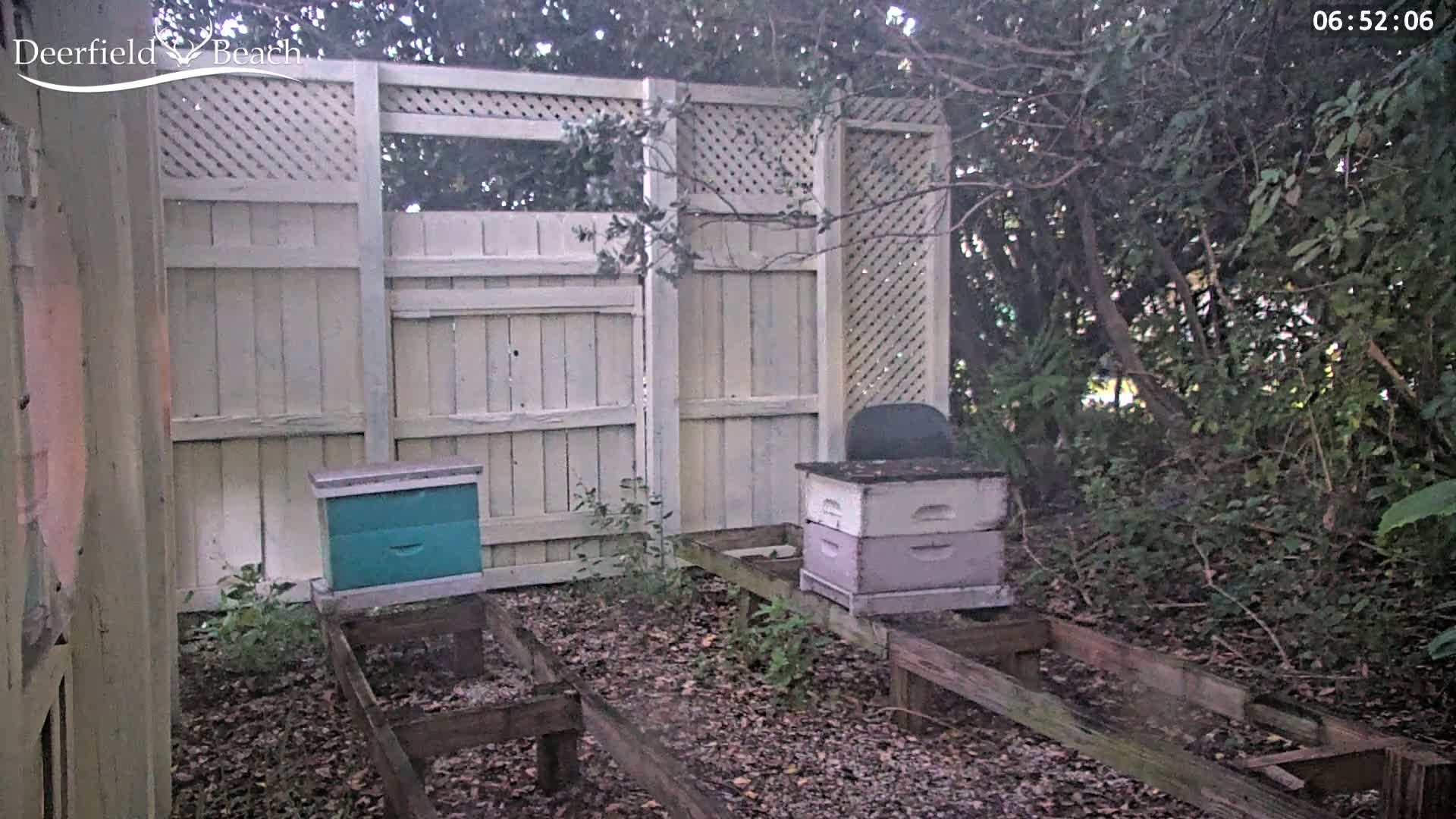 Two beehives sit on wooden platforms next to a weathered white wooden fence, partially obscured by overgrown vegetation in an outdoor setting.