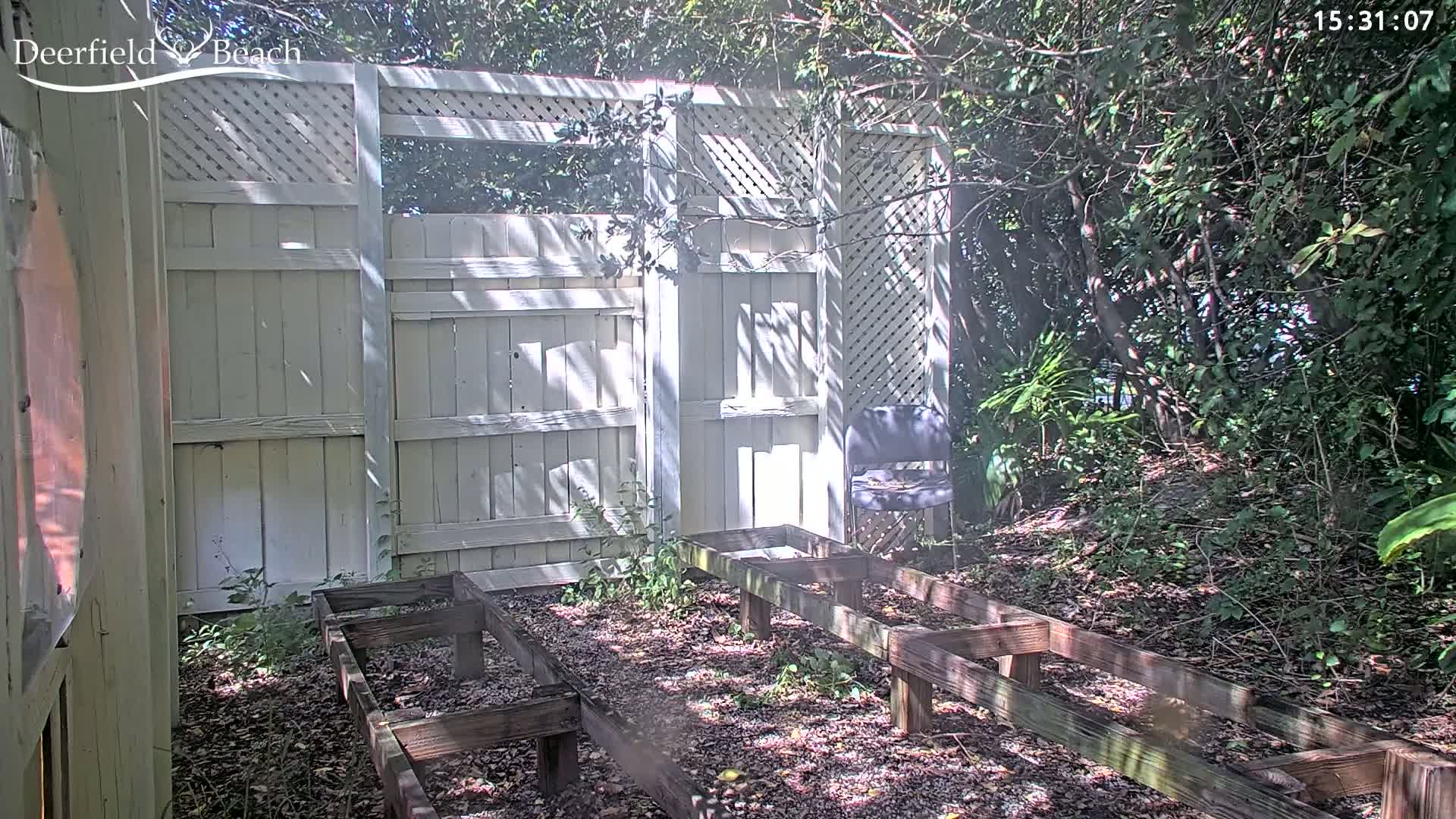A shaded backyard with a white wooden fence, several wooden garden bed frames, and a lone chair sits amongst leafy green vegetation.