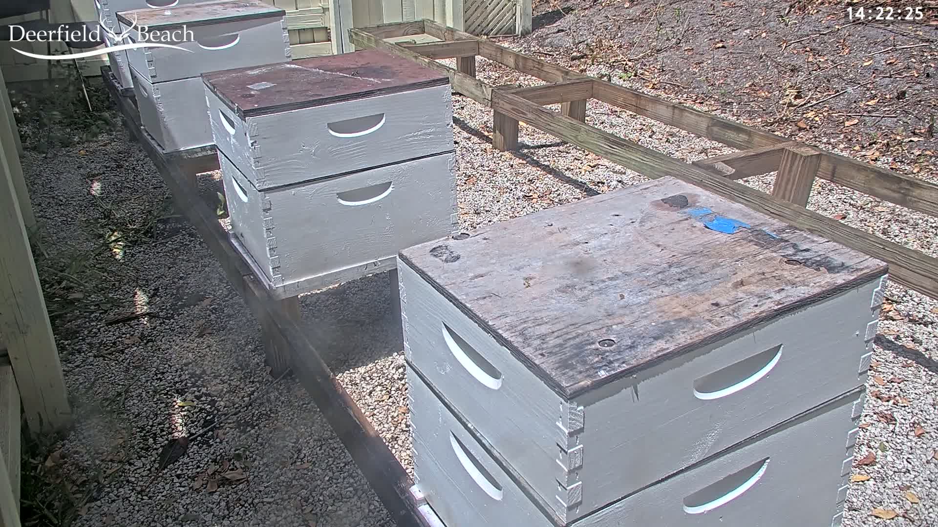 Several light gray beehives sit on a gravel surface outdoors in the sun, partially shaded by a wooden structure.