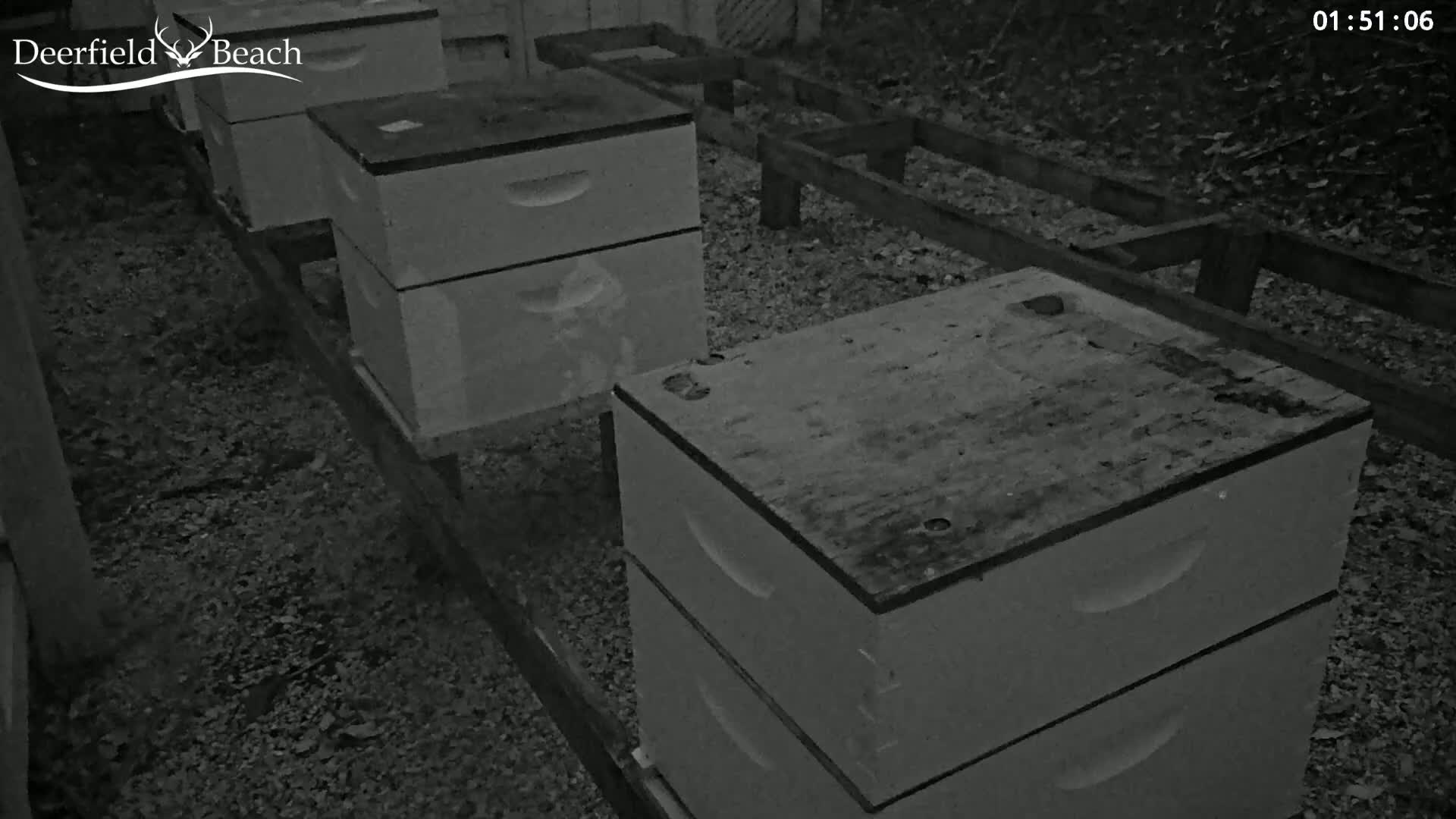 Several beehives are arranged on a gravel ground at night.